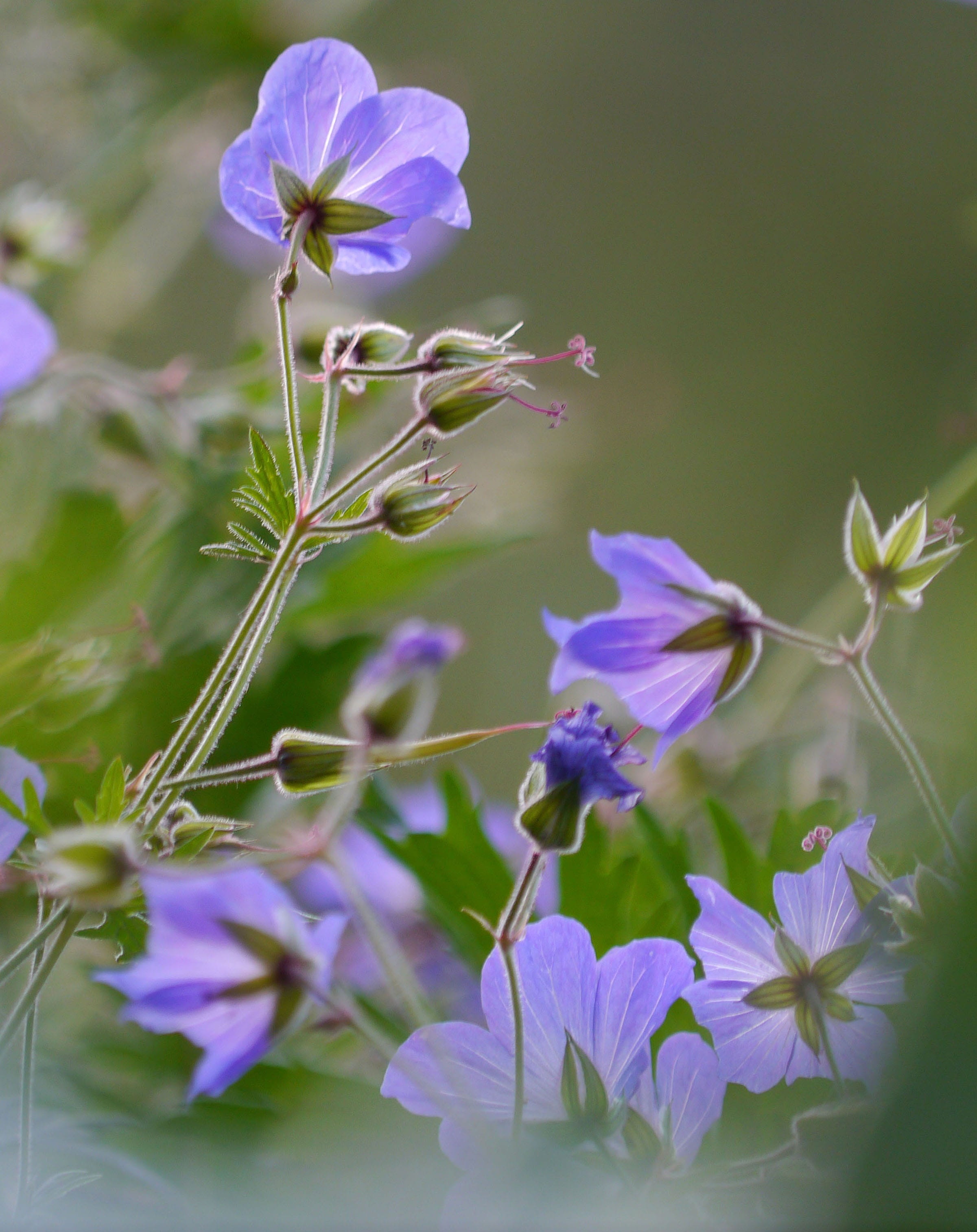 flowers, pollination, close-up, inflorescence, cranesbill, fragility, flower, outdoors, plant, mountain garden, fragrant, freshness, flora, plant stem, Phone HD Wallpaper