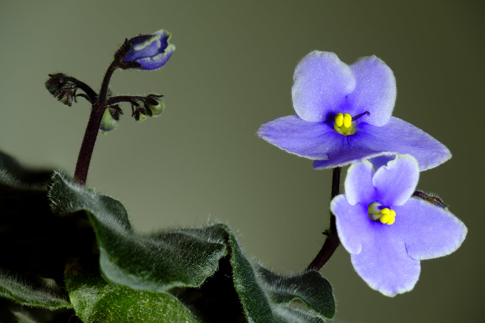 plant, nature, close-up, Fujifilm X-T2, close up, flowers, still life, After all, springtime, F3.5, Fujinon, plants, purple, 720P, petaled, orchid, flower, HD Wallpaper
