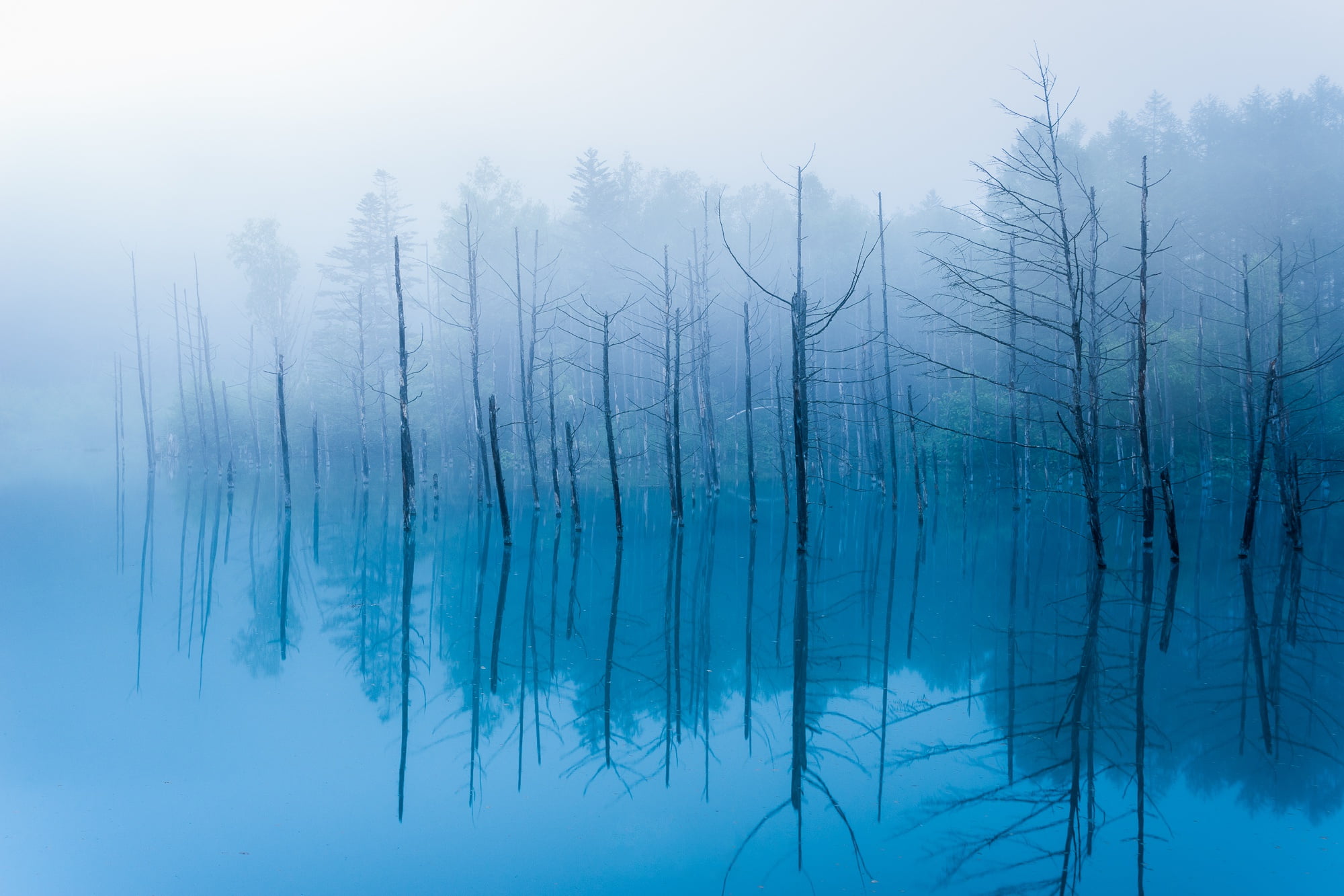 trunks, Hokkaido, reflection, trees, Biei, fog, Blue Pond, 1080P, branch, Japan, water, pond, HD Wallpaper