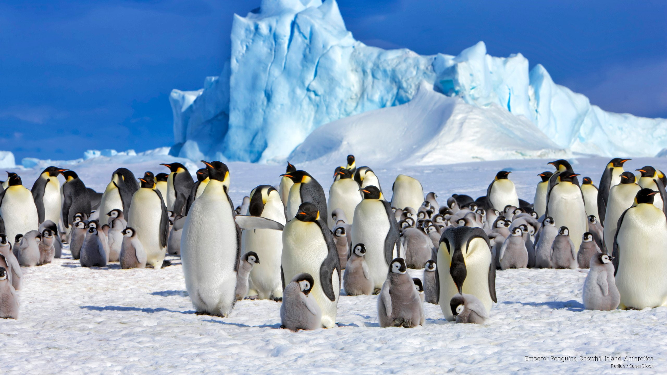 Birds, penguins, antarctica, emperor, 2K, snowhill, island, HD Wallpaper