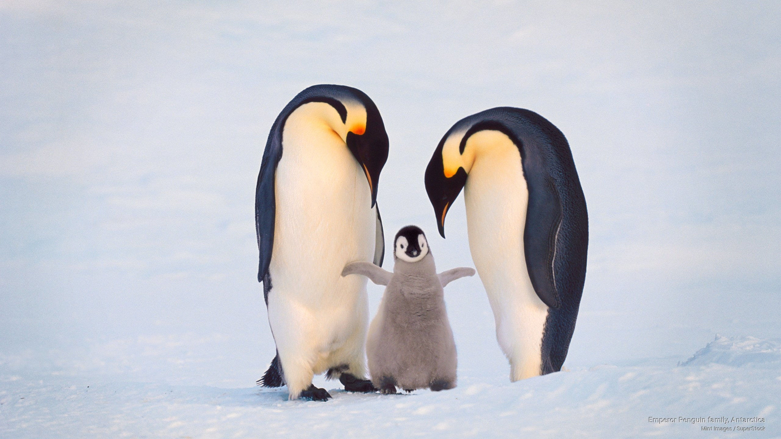 penguin, antarctica, family, Birds, emperor, 2K, HD Wallpaper