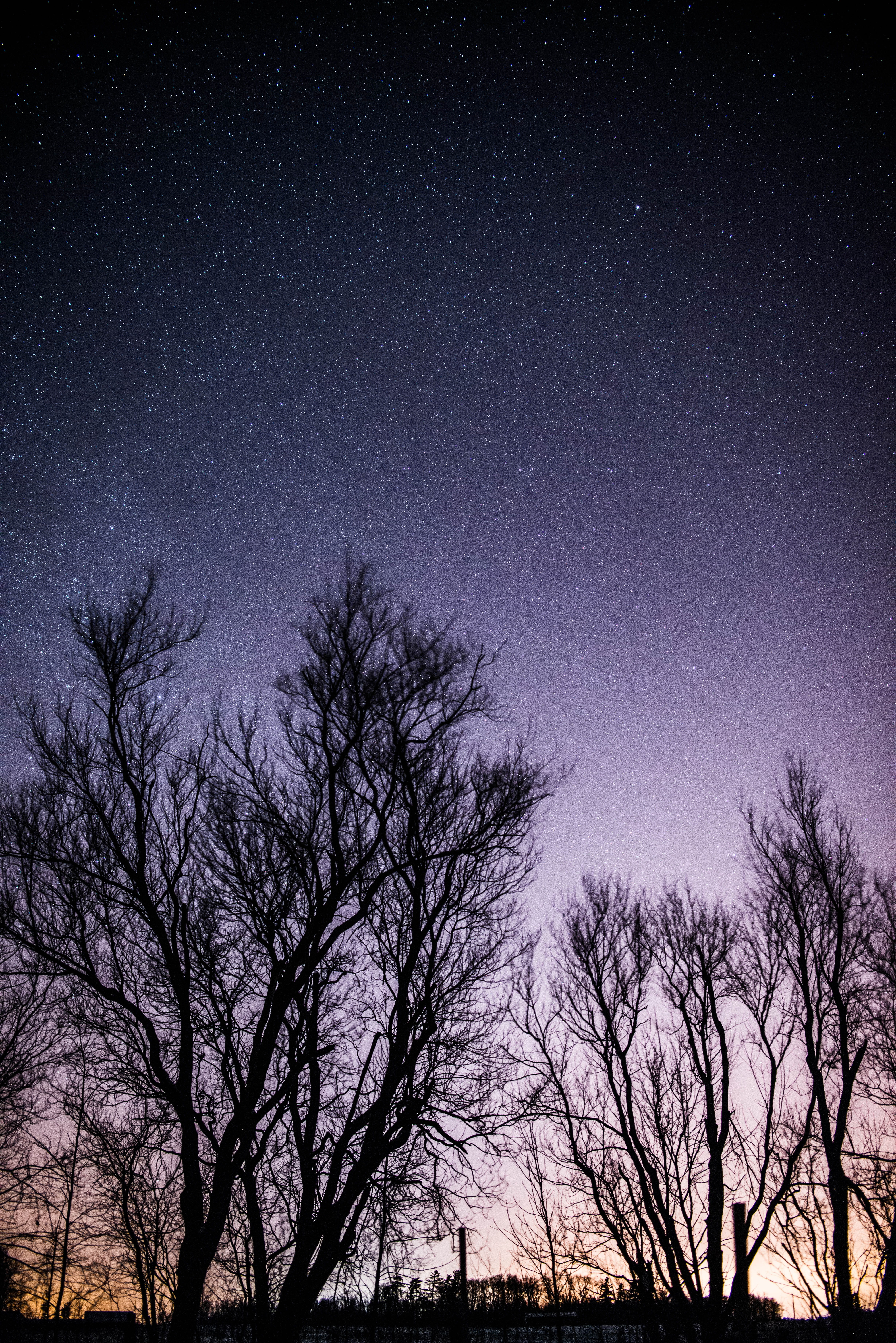 plant, infinity, space, sky, trees, winter, dark, star, astronomy, starlight, glow, universe, bare tree, stars, outdoor, nature, constellation, outdoors, Phone HD Wallpaper
