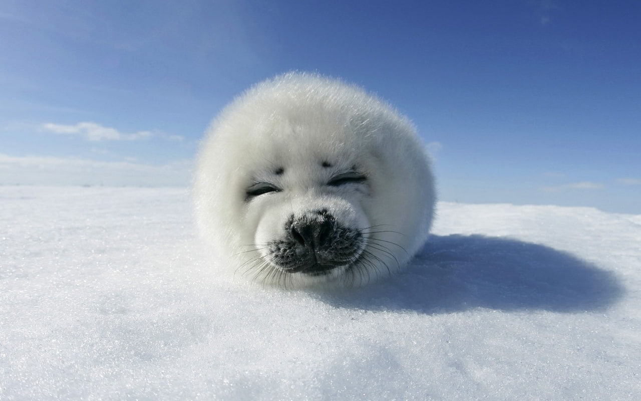 harp, cute, 720P, lion, sea, young, ice, snow, white, baby, hd, fur, animals, seal, HD Wallpaper