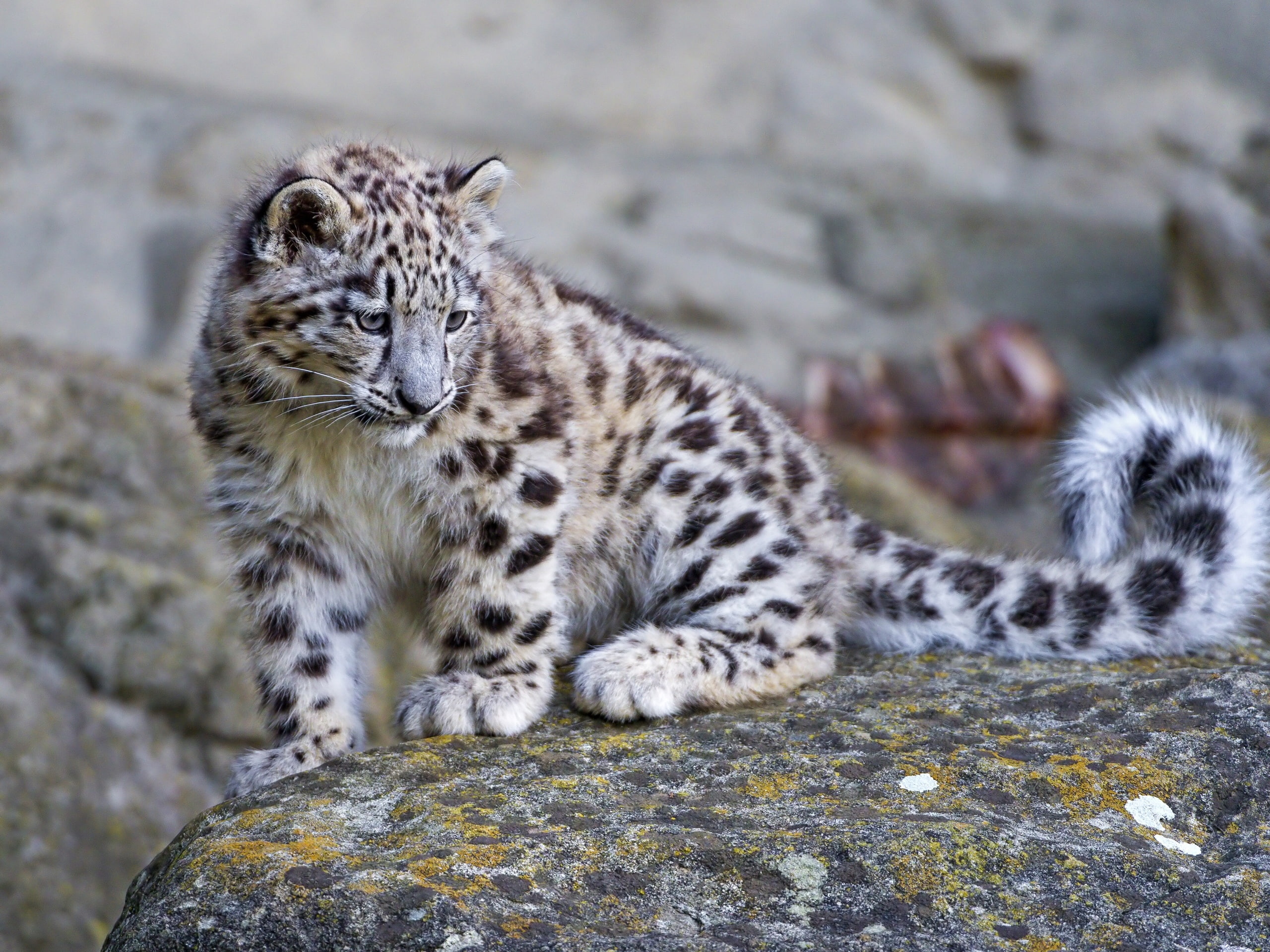 2K, Baby, Leopard, Cute, Snow, HD Wallpaper
