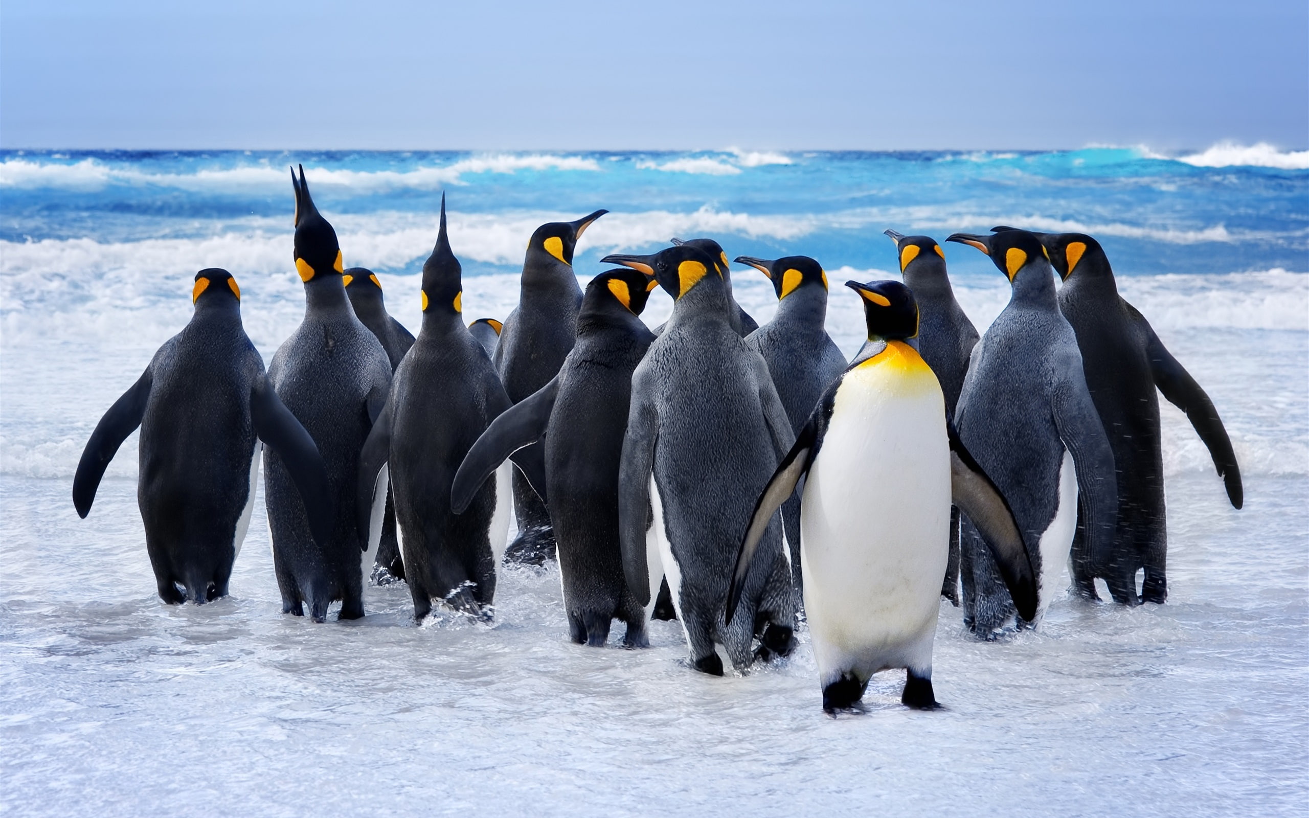 Birds, 2K, Snow, Penguins, HD Wallpaper