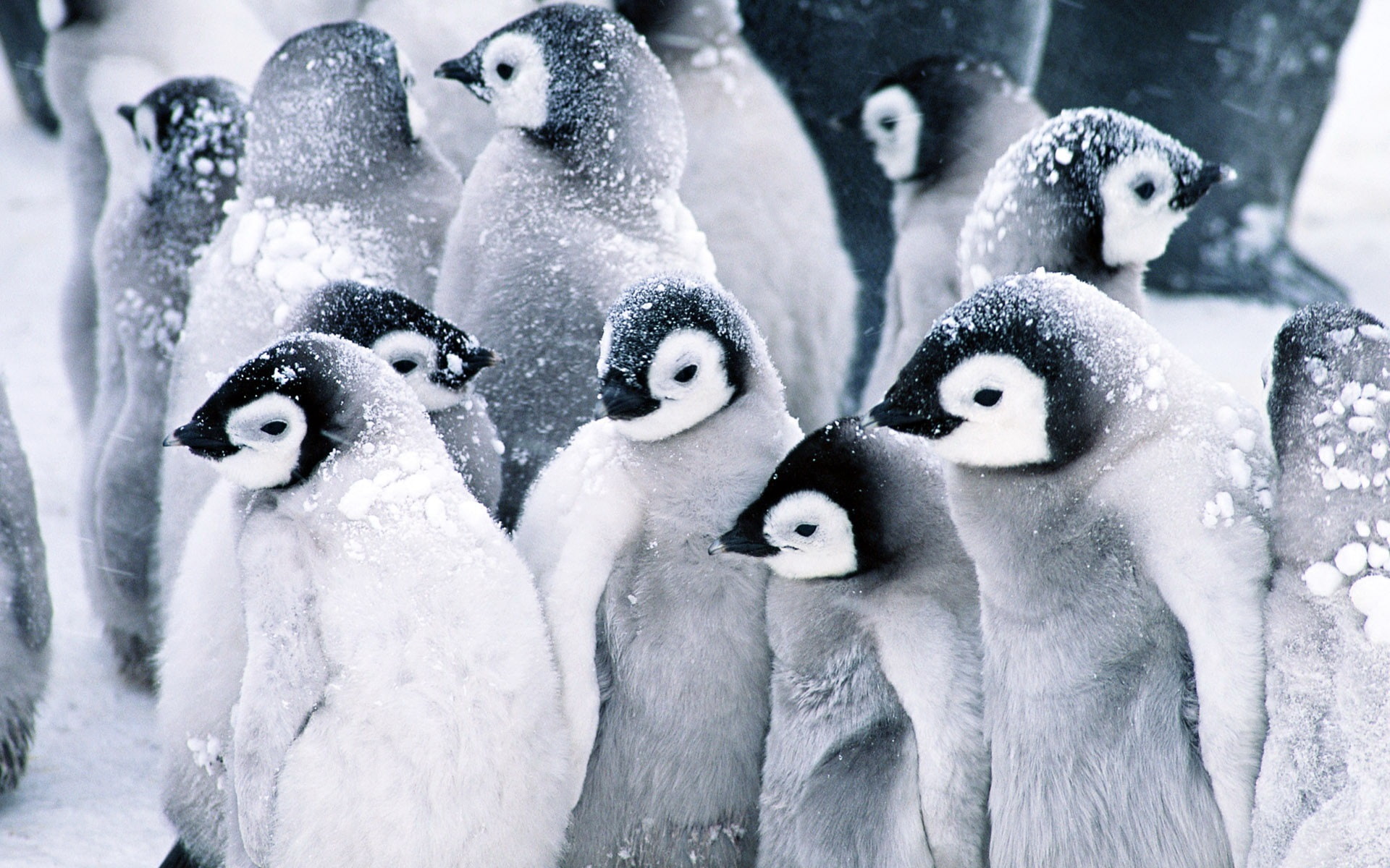 mutual, penguins, 1080P, Penguin, Birds, Snow, heating, HD Wallpaper