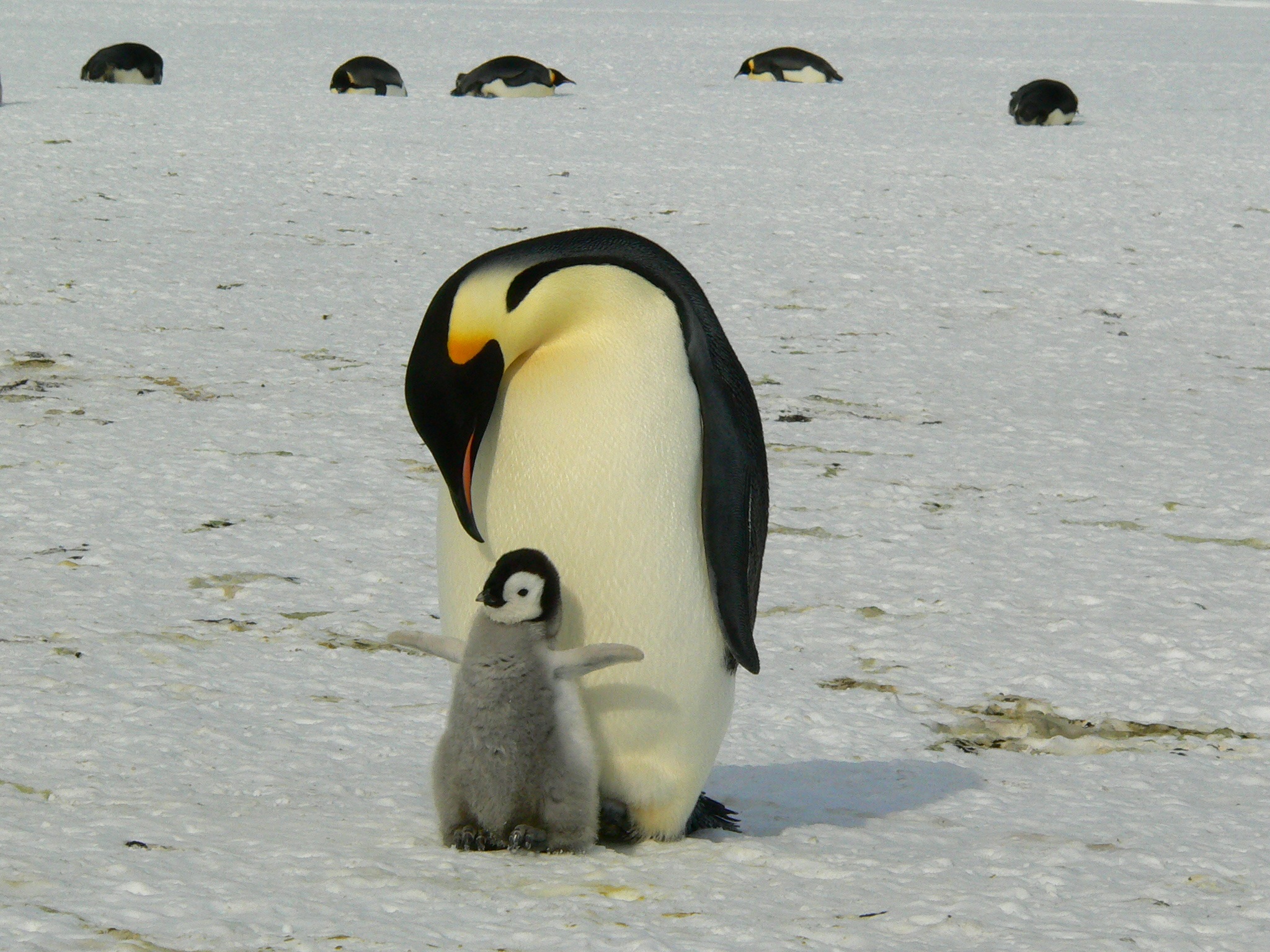 isolated, antarctica, nature, sea, animals in the wild, life, natural, penguin, south Pole, polar, winter, animal family, chick, young bird, group of animals, HD Wallpaper