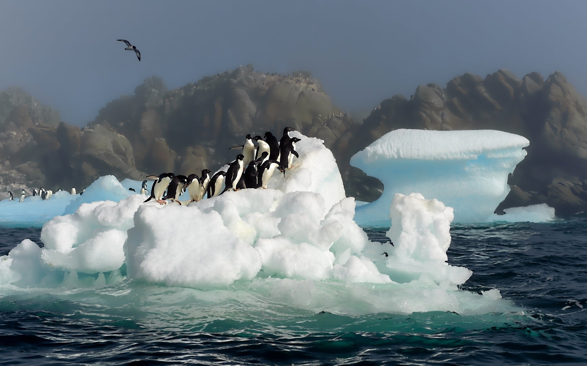 day, power in nature, water, penguin, scenics - nature, beak, beauty In Nature, no people, blue, 1080P, waterfront, frozen, iceberg, seagull, sky, south Pole, HD Wallpaper