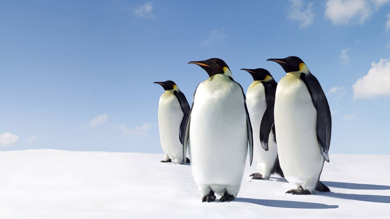 snow, penguins, animals, x, 720P, hd, art, BIRDS, HD Wallpaper