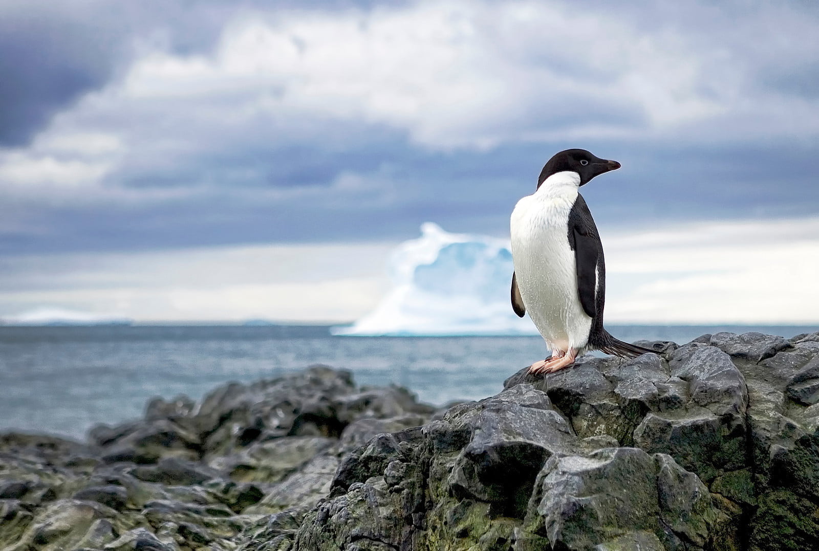 closeup, animals In The Wild, arctic, photo, Penguin, bird, top, gentoo Penguin, formation, outdoors, animal, south Pole, antarctic Peninsula, 720P, Antarctica, HD Wallpaper