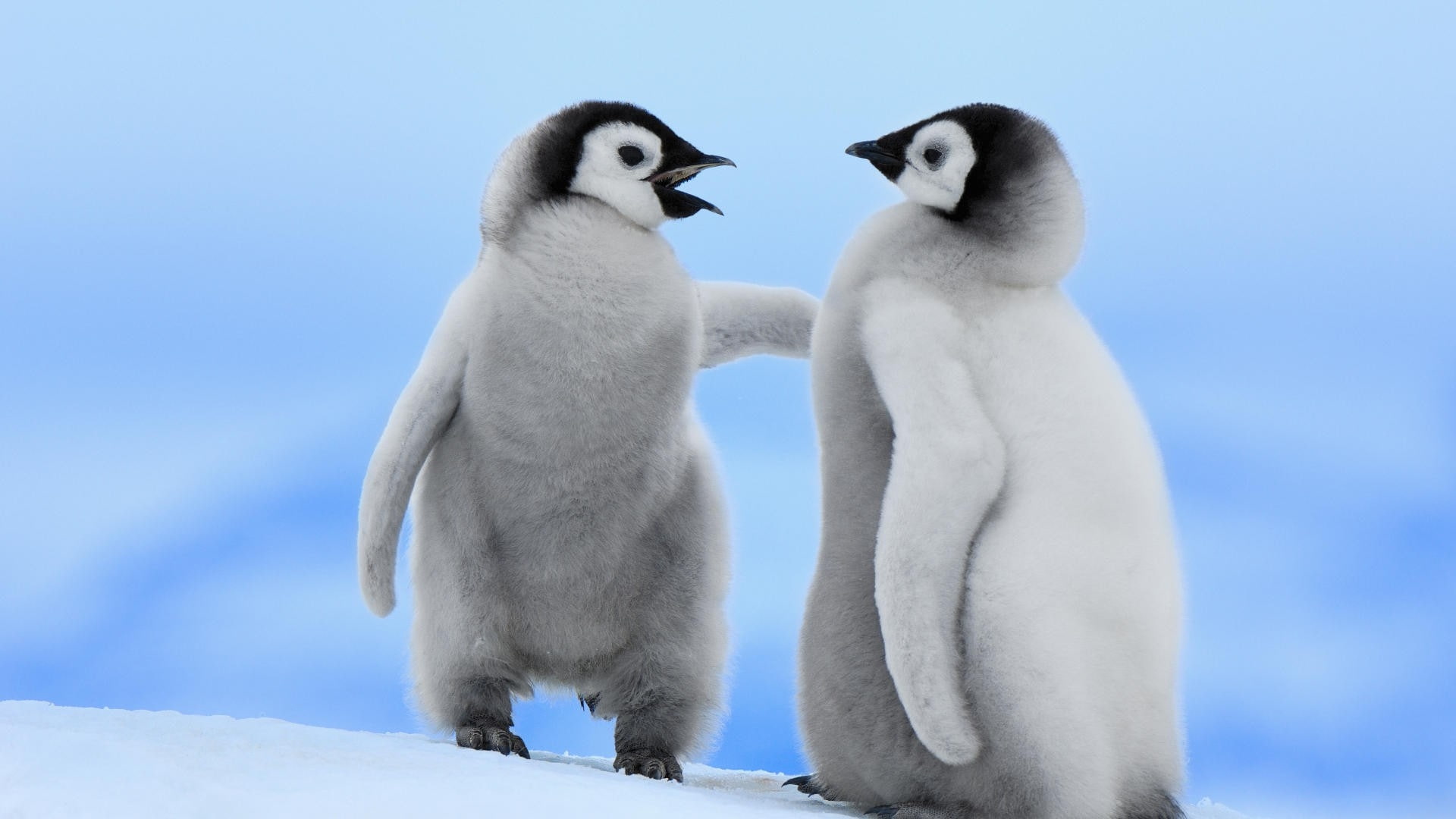 islands, antarctica, x, hd, emperor, snow, animals, penguins, 1080P, art, BIRDS, HD Wallpaper