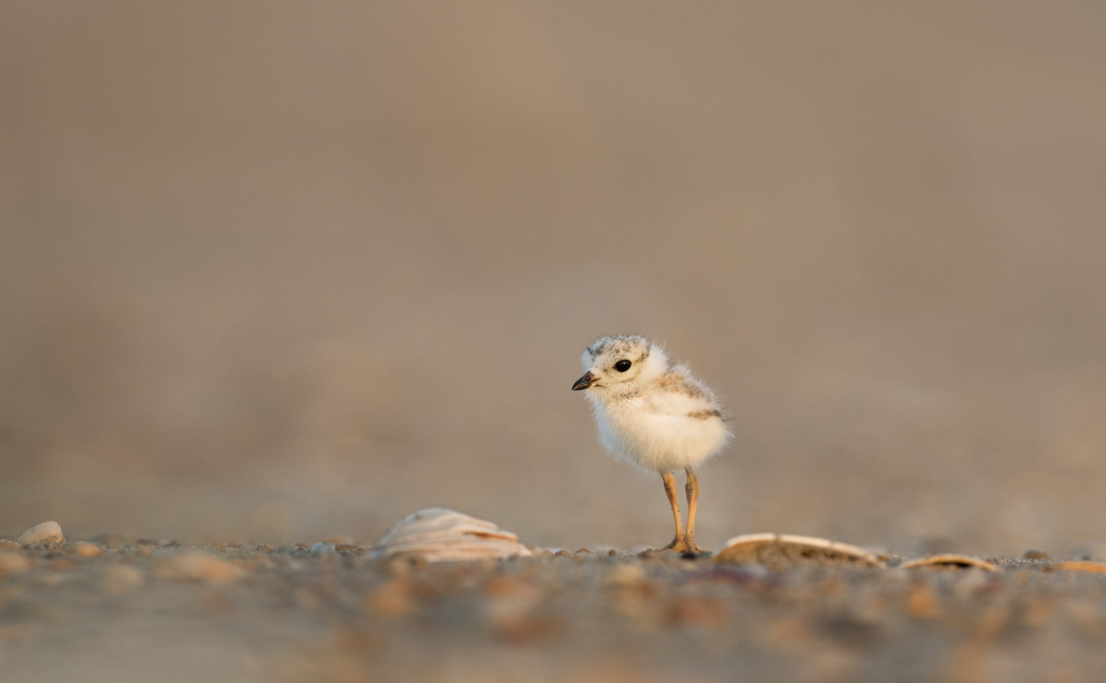 land, Gull, copy space, Touching, chick, 4K, Adorable, animal themes, one animal, baby chicken, nature, young bird, no people, Baby, selective focus, Small, HD Wallpaper