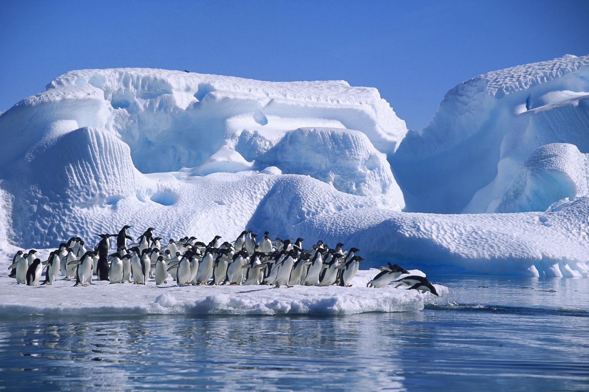 sea, 1080P, outdoors, vertebrate, animal wildlife, blue, arctic, glacier, group, frozen, cold temperature, animal, floating on water, people, landscape, HD Wallpaper