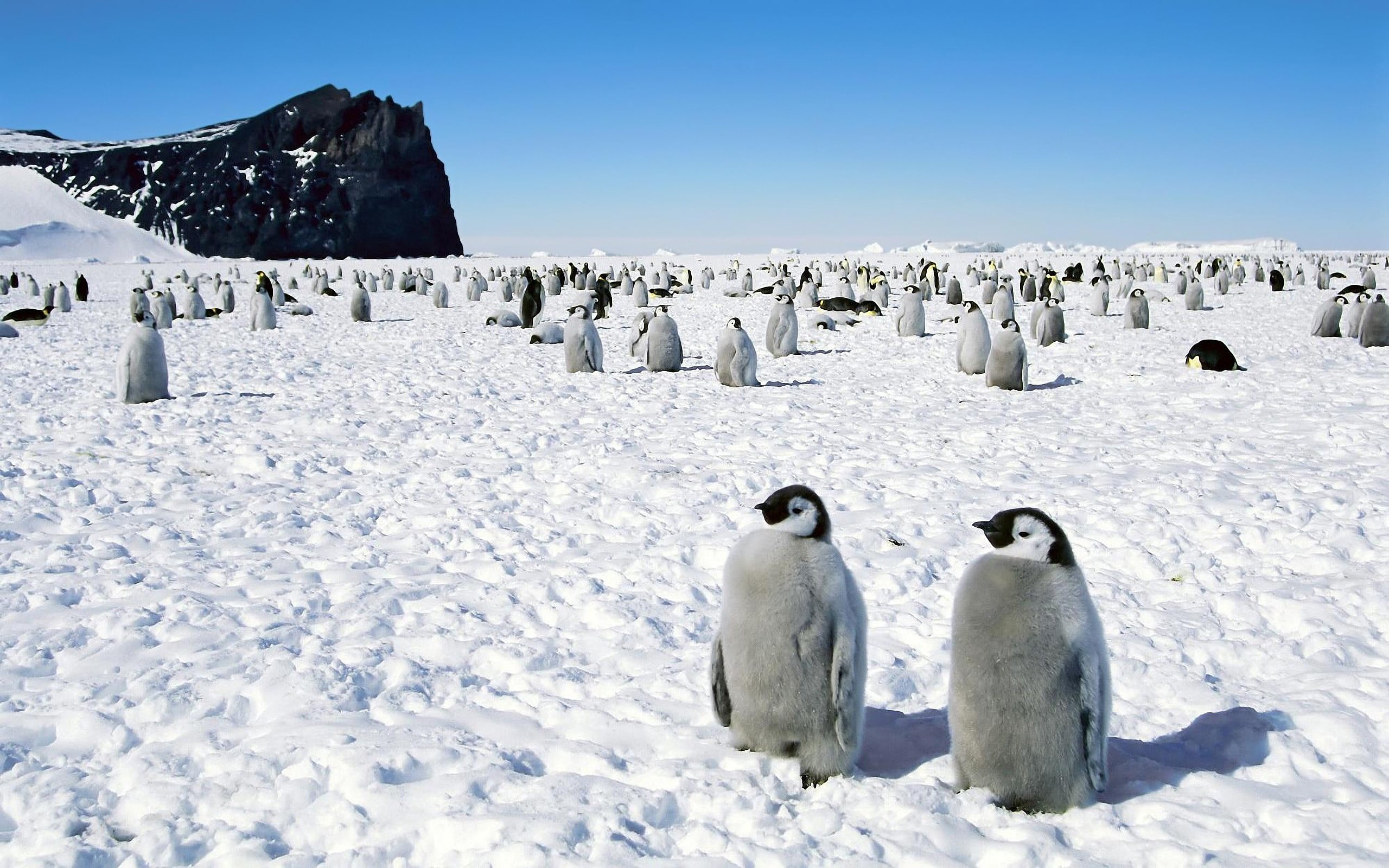 blue, wildlife, penguins, cold - Temperature, no people, scenics - nature, outdoors, gentoo Penguin, arctic, snow, 2K, cold temperature, walk, penguin, HD Wallpaper