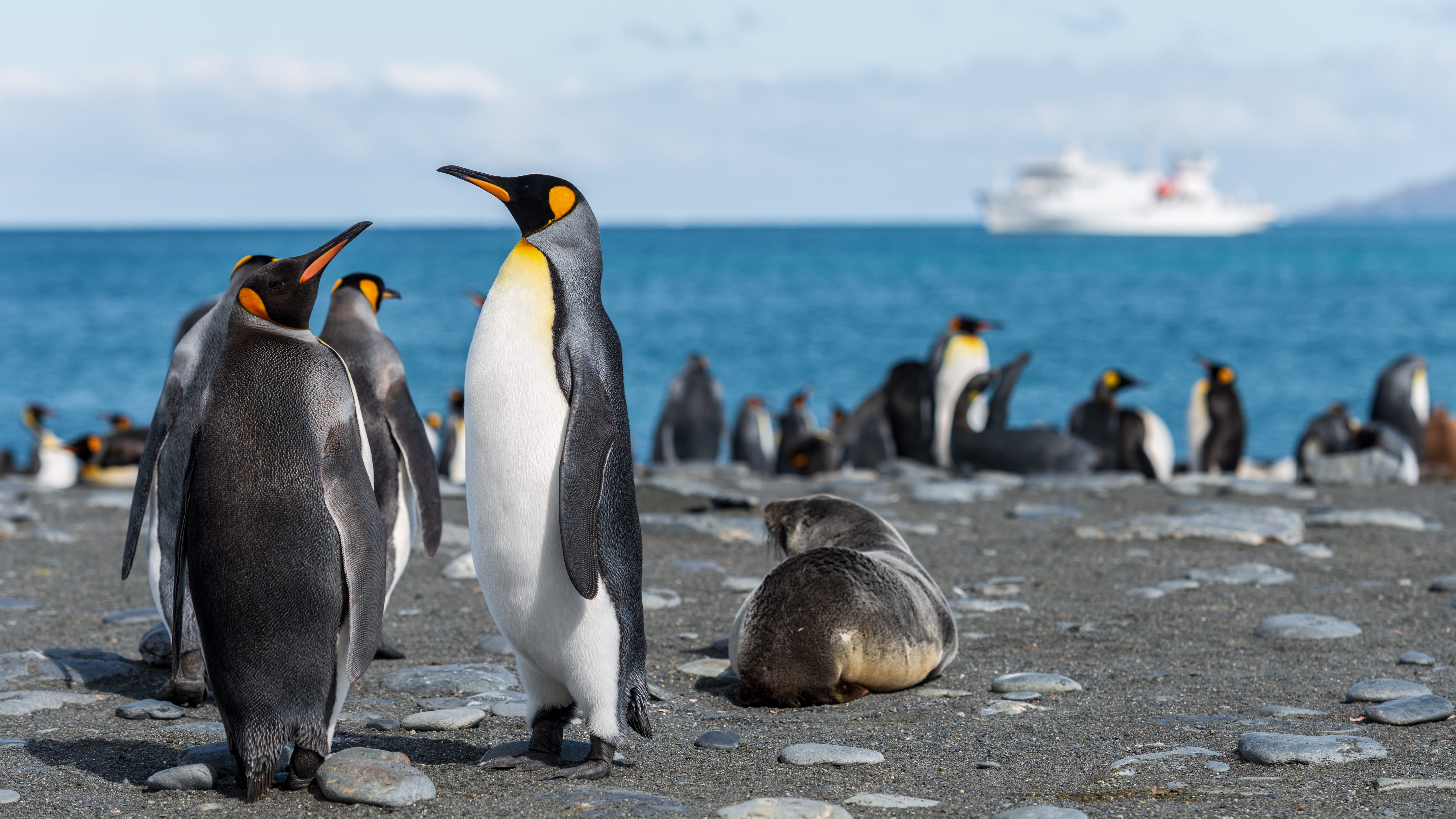 animal, beach, penguin, bird, human, mammal, sea, beak, sea lion, vehicle, horizon over water, animals in the wild, person, water, south georgia and the south sandwich islands, HD Wallpaper