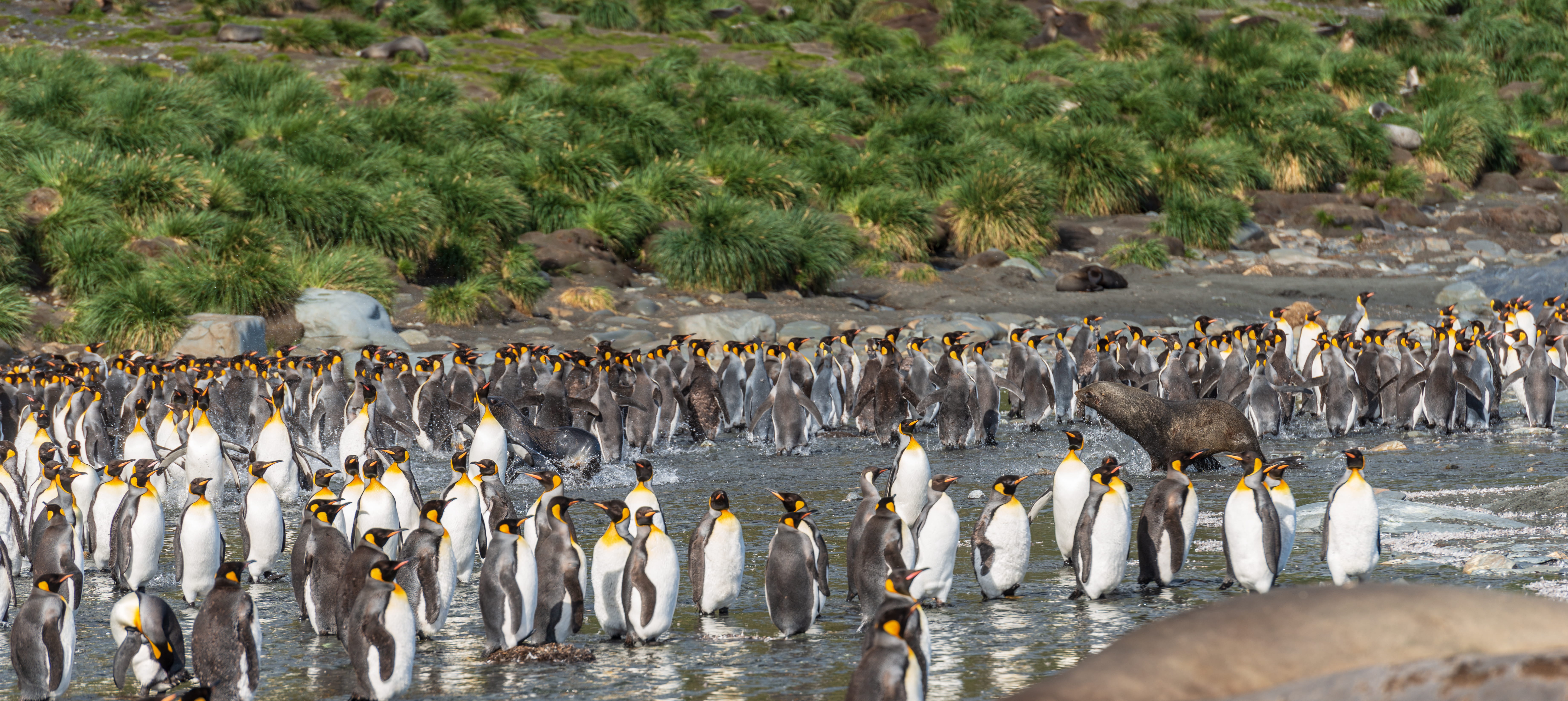 animal themes, king, buzzard, heron, south georgia and the south sandwich islands, flock of birds, herd, hawk, black, flock, day, no people, water, egret, HD Wallpaper
