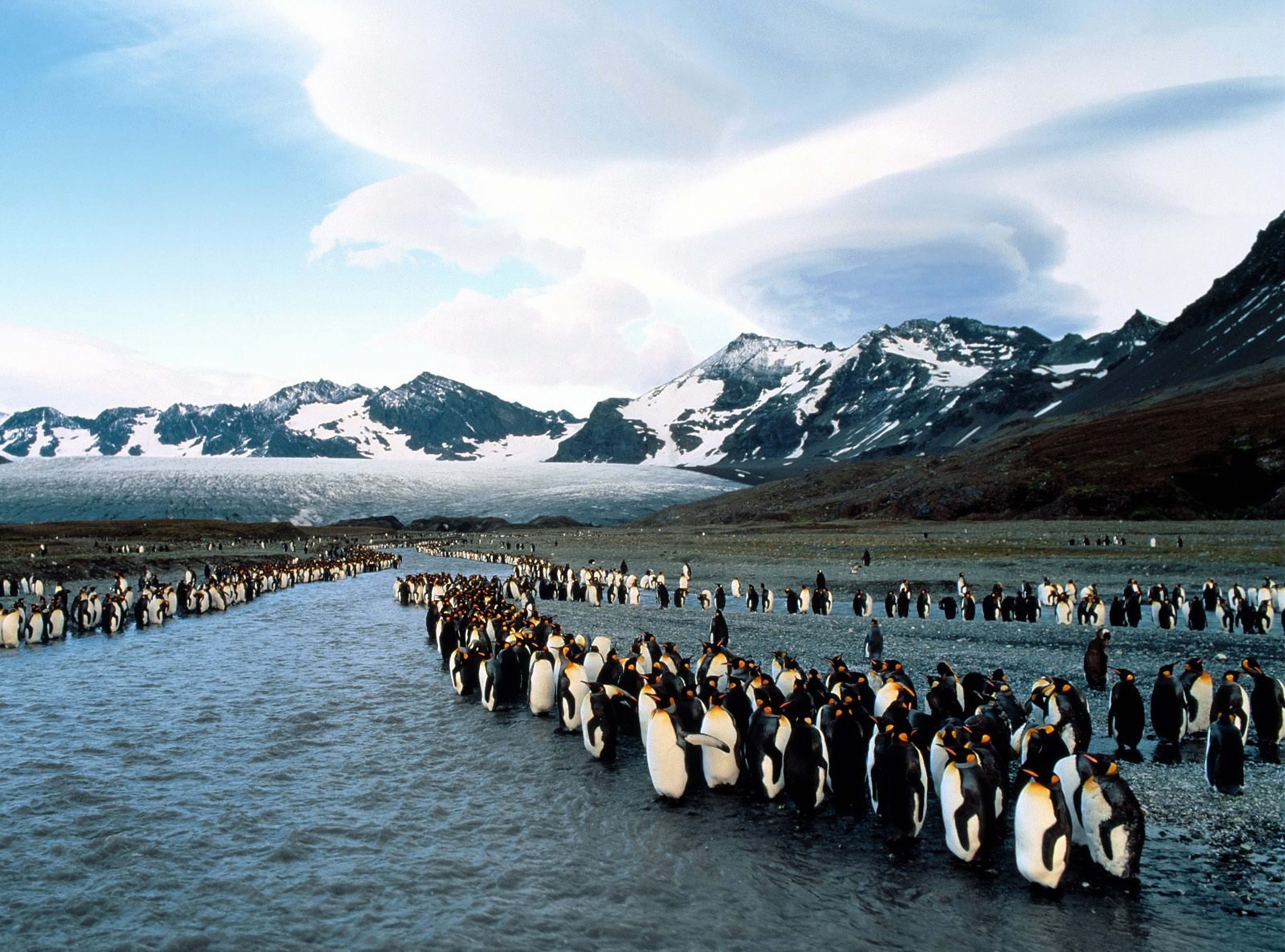 nature, water, animals in the wild, north, black, bird, animal themes, cold temperature, animal, snow, antarctica, mountain, colony, scenics - nature, day, HD Wallpaper