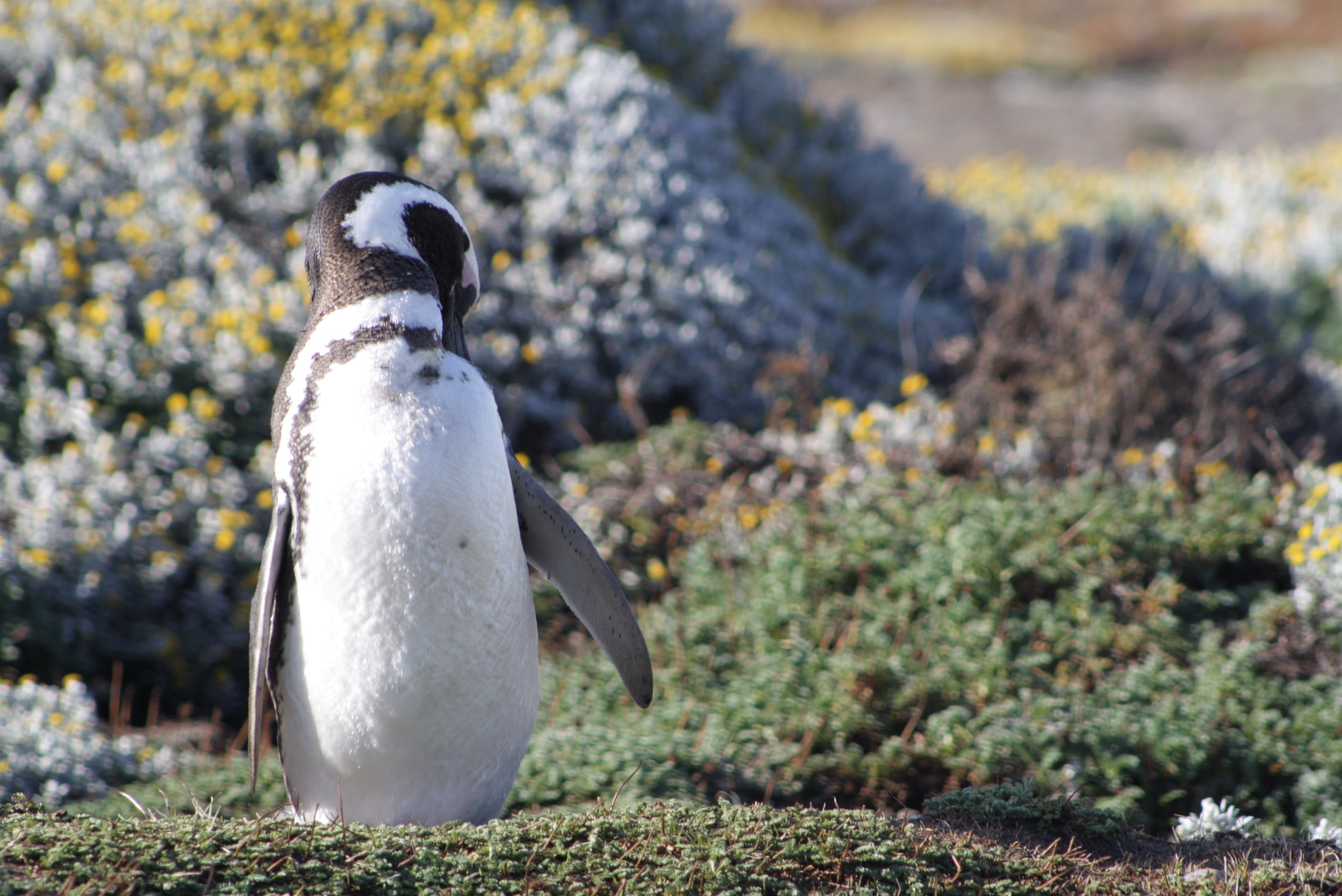 vertebrate, white color, magellan, animals And Pets, focus on foreground, animal themes, colony, animals in the wild, one animal, field, wildlife, penguin nest, HD Wallpaper
