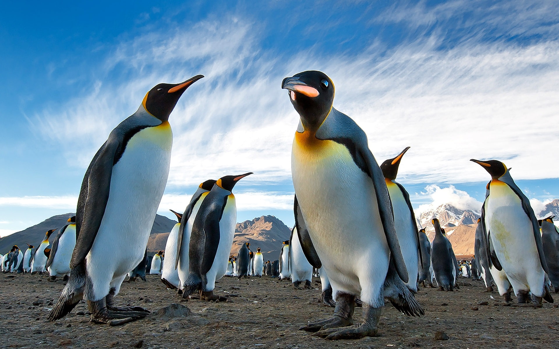 Sky, Many, Penguins, 1080P, Mountains, HD Wallpaper