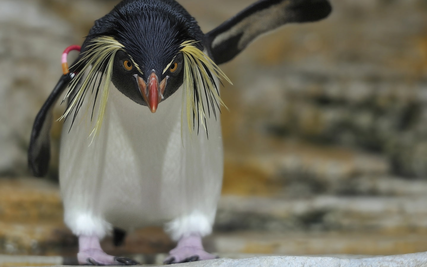 penguin, 720P, animals, hd, bird, HD Wallpaper