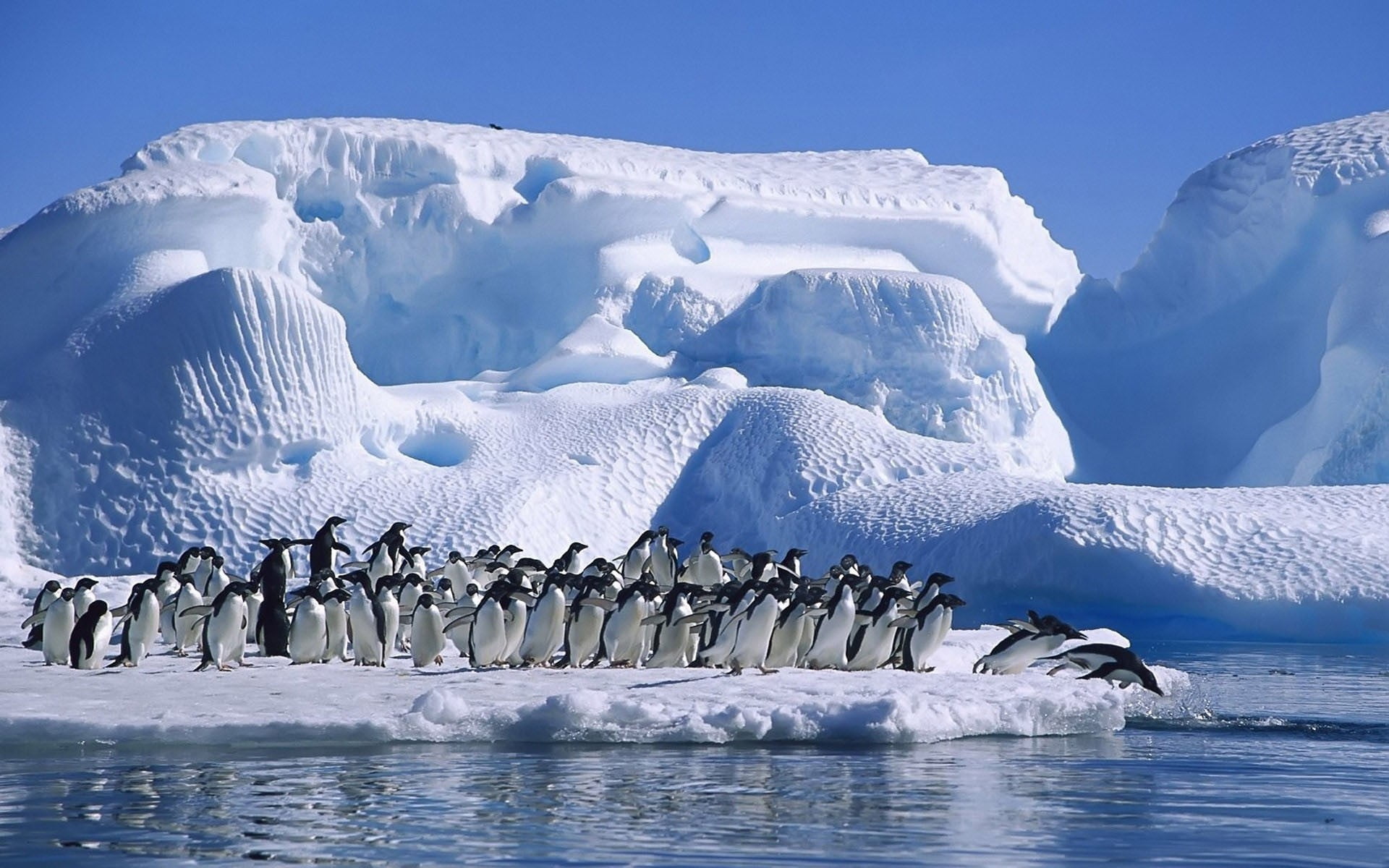 cold temperature, no people, sky, white, nature, flock, melting, animal, penguin, mammal, animal themes, winter, bird, frozen, beauty in nature, flightless Bird, HD Wallpaper