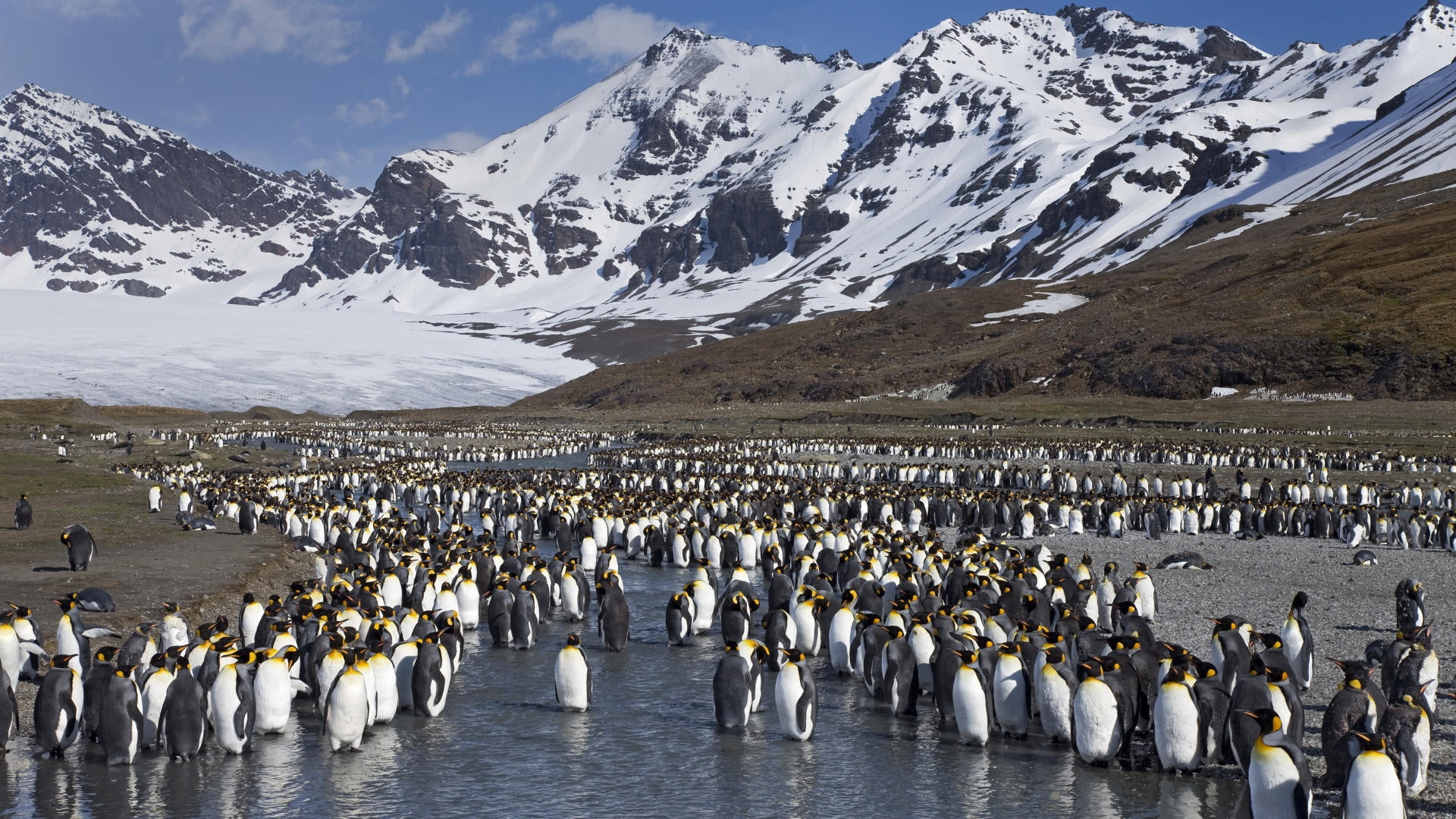 snowcapped mountain, no people, snow, group Of Animals, flock Of Birds, colony, scenics - nature, wildlife, lot, landscape, mountains, lake, animal wildlife, HD Wallpaper