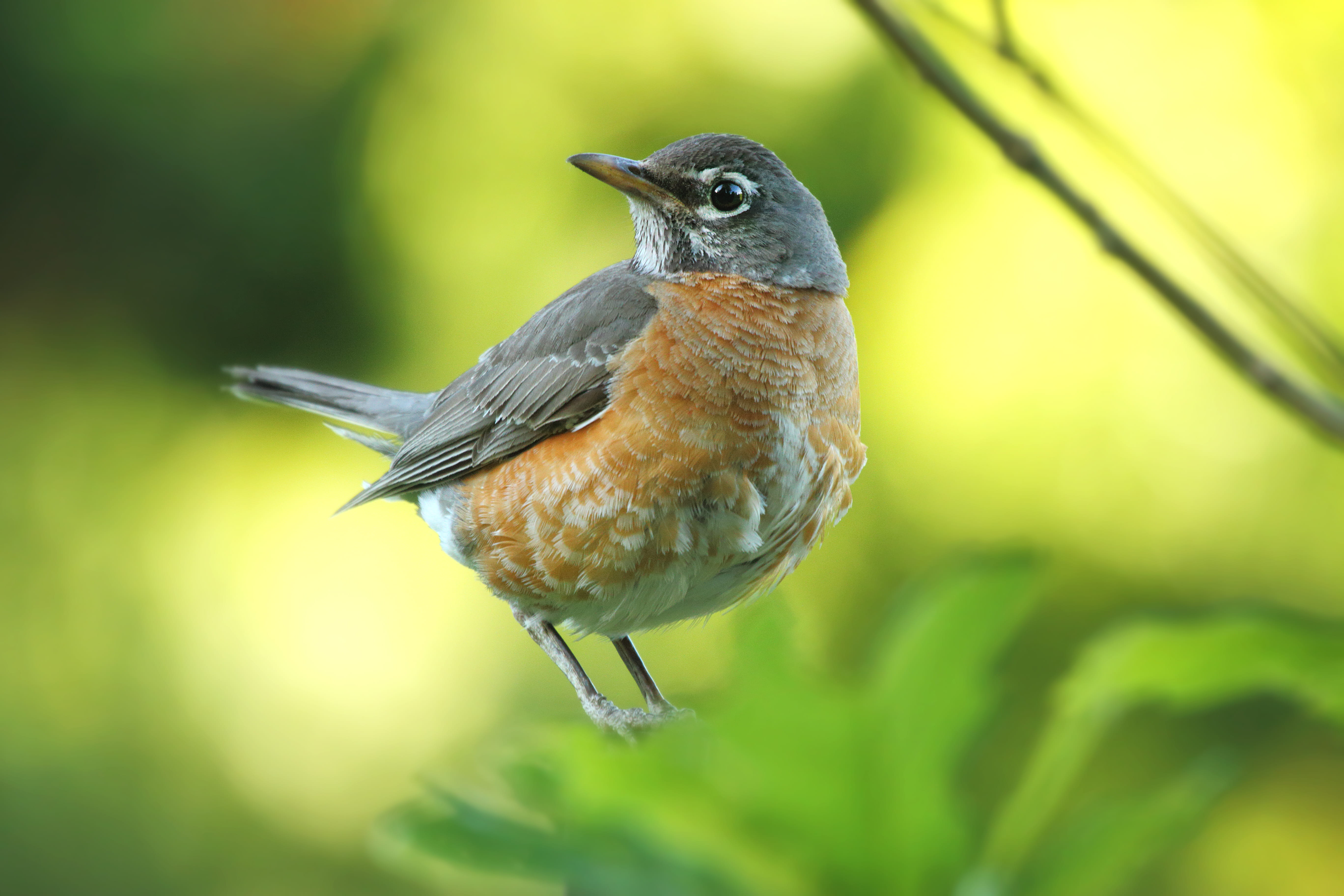 no people, bird Watching, vertebrate, green plant, close-up, color Image, photography, rainforest, grey, outdoors, gray, animal wildlife, green Color, brown, HD Wallpaper