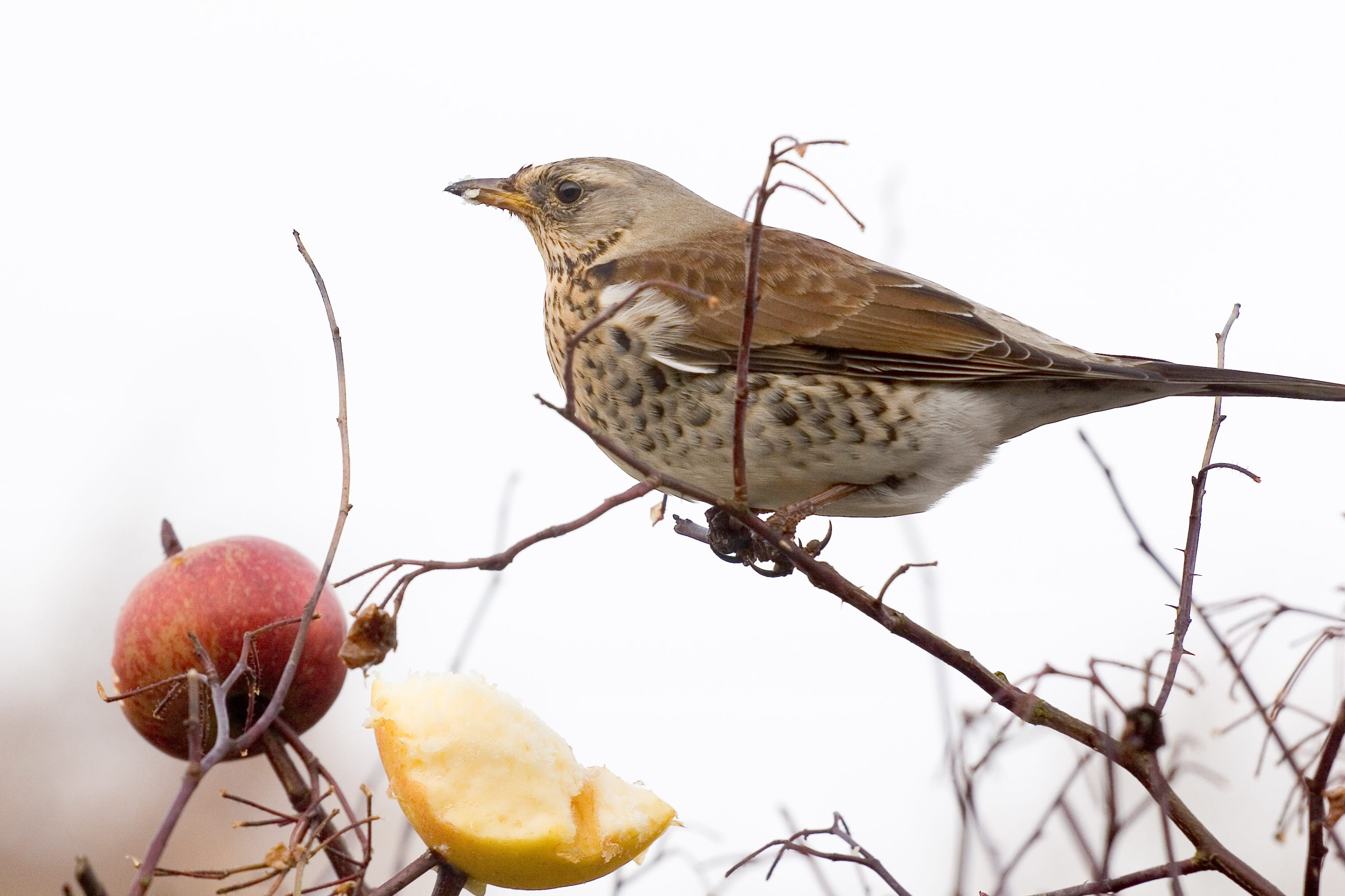 fieldfare, animal wildlife, twig, natural, food, daytime, wildlife, brown bird, outdoors, thrush, 2K, bird, animals in the wild, brown, turdus pilaris, HD Wallpaper