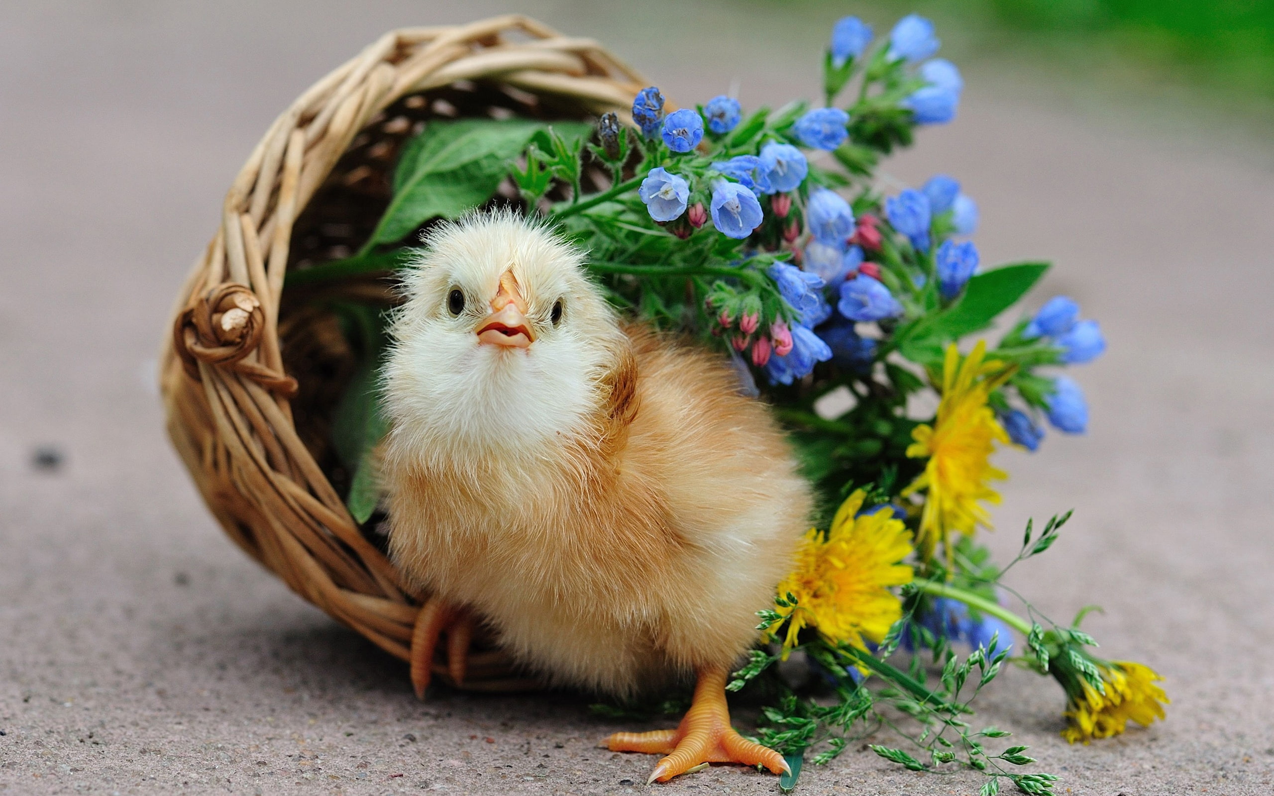 2K, Basket, Flowers, Chick, Cute, HD Wallpaper