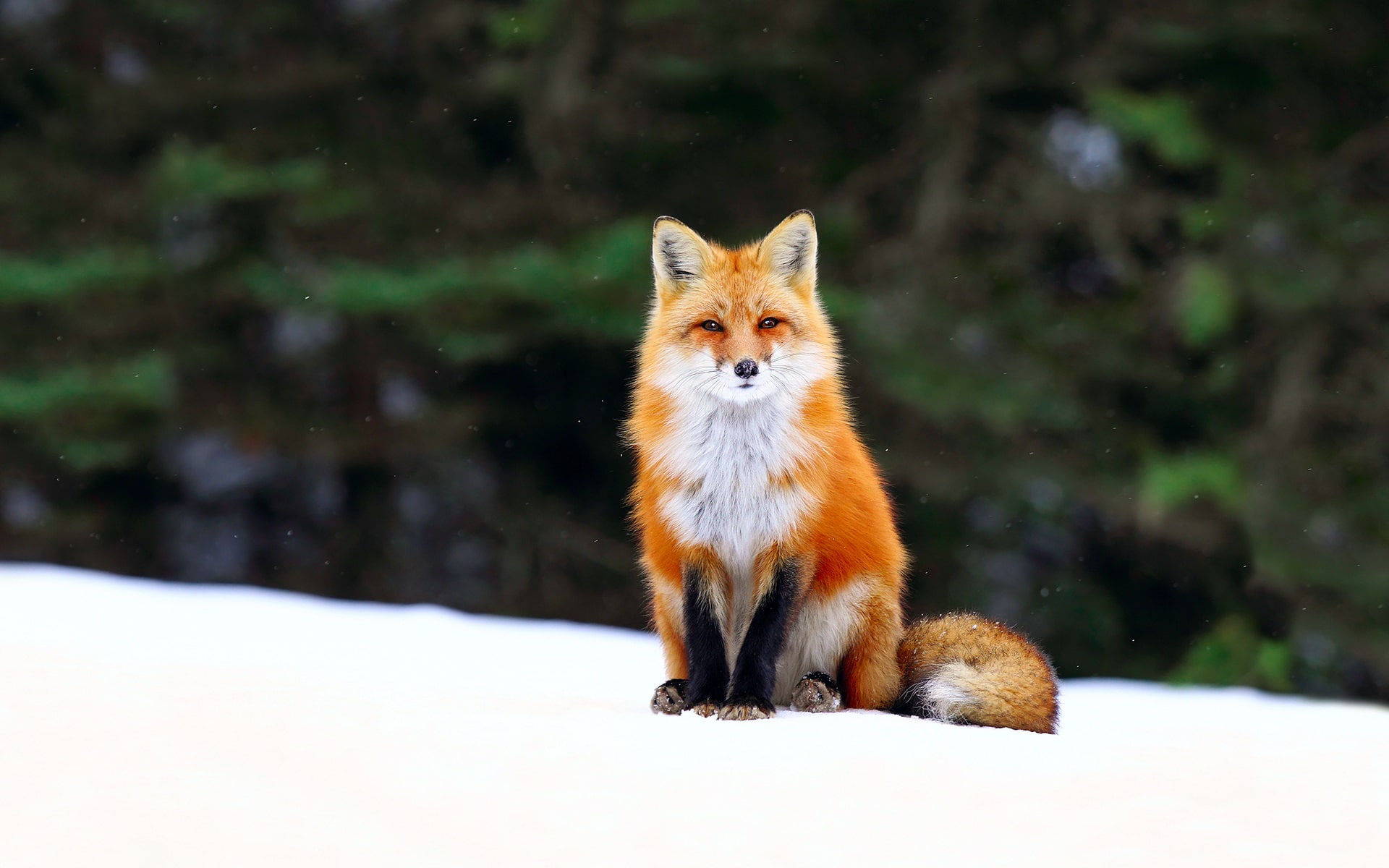 Snow, Fox, Winter, Forest, 1080P, HD Wallpaper