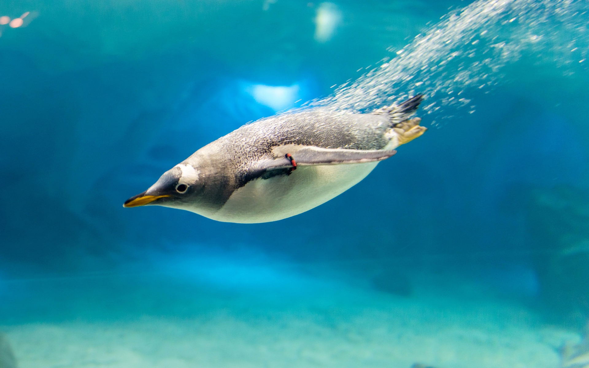 Penguin, white, 1080P, Water, black, Blue, Bird, Bubbles, HD Wallpaper