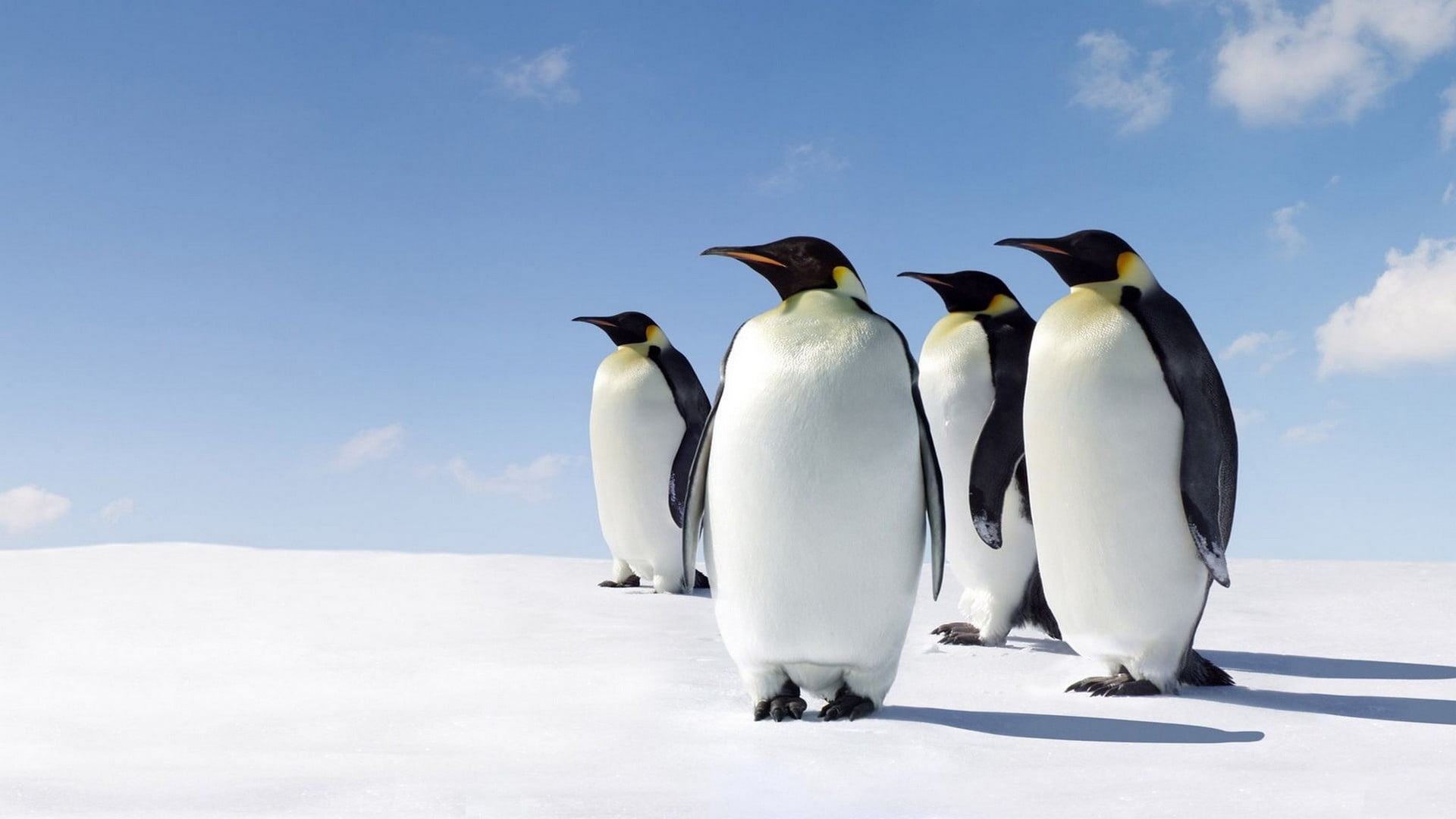 antarctica, four, blue, nature, cold temperature, day, waddling, animal, standing, full length, 1080P, antarctic Peninsula, walk, south Pole, cold - Temperature, HD Wallpaper
