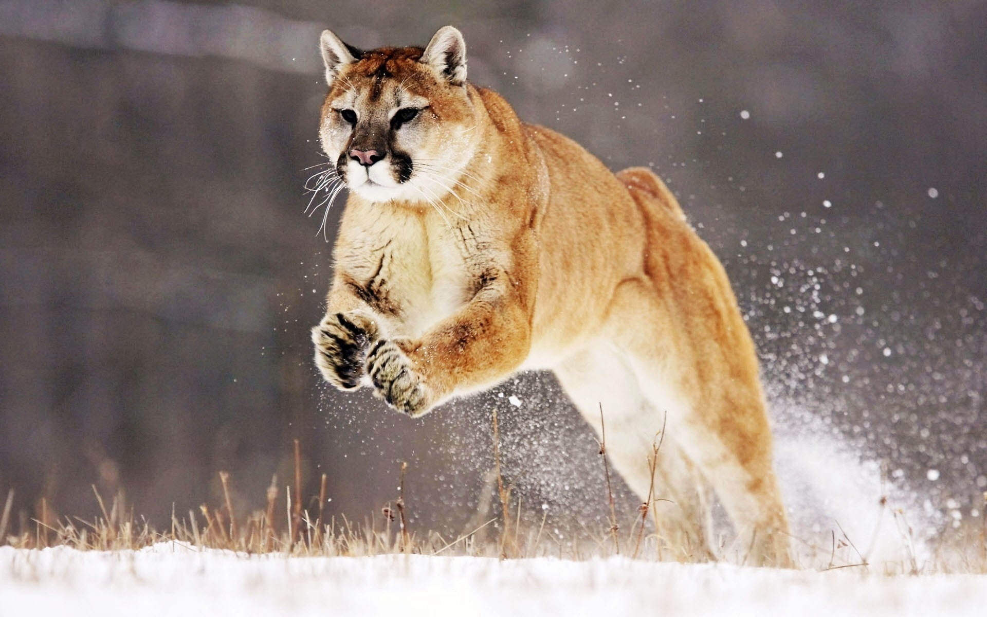 1080P, brown, tiger, Jump, Snow, Beautiful, Cougar, HD Wallpaper