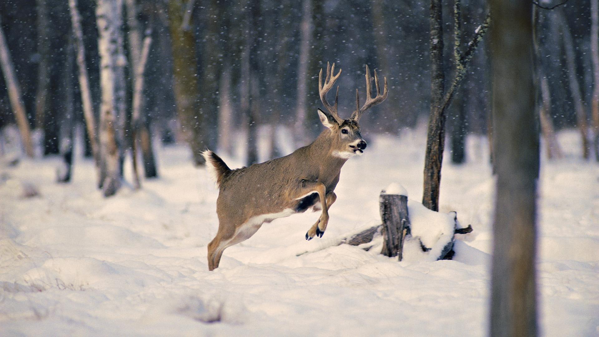 animals, deer, jumps, 1080P, snow, HD Wallpaper