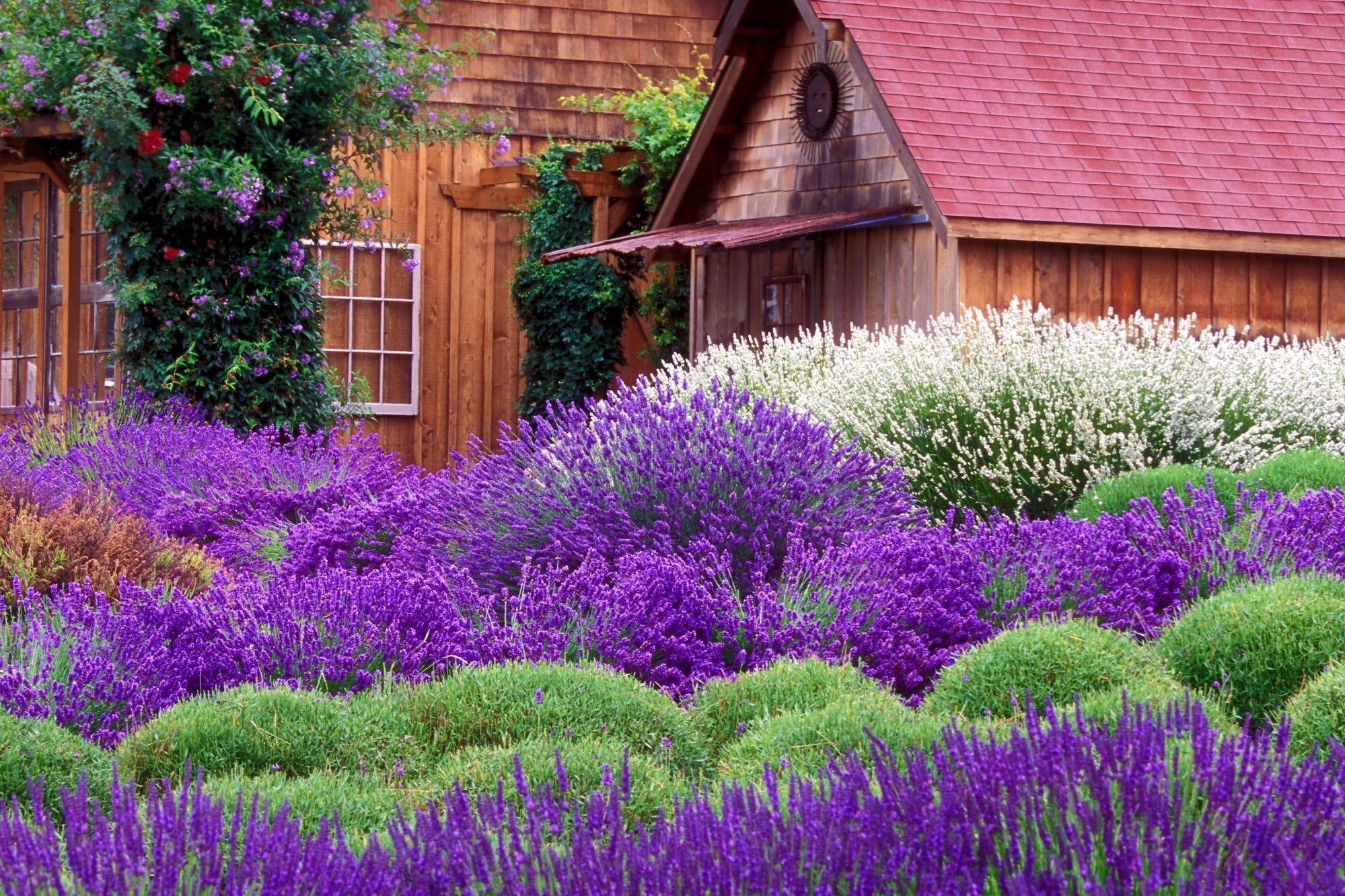purple, lavender, house, green, 1080P, cottage, plant, window, 3d and, violet, wheat, flower, flowers, nature, HD Wallpaper