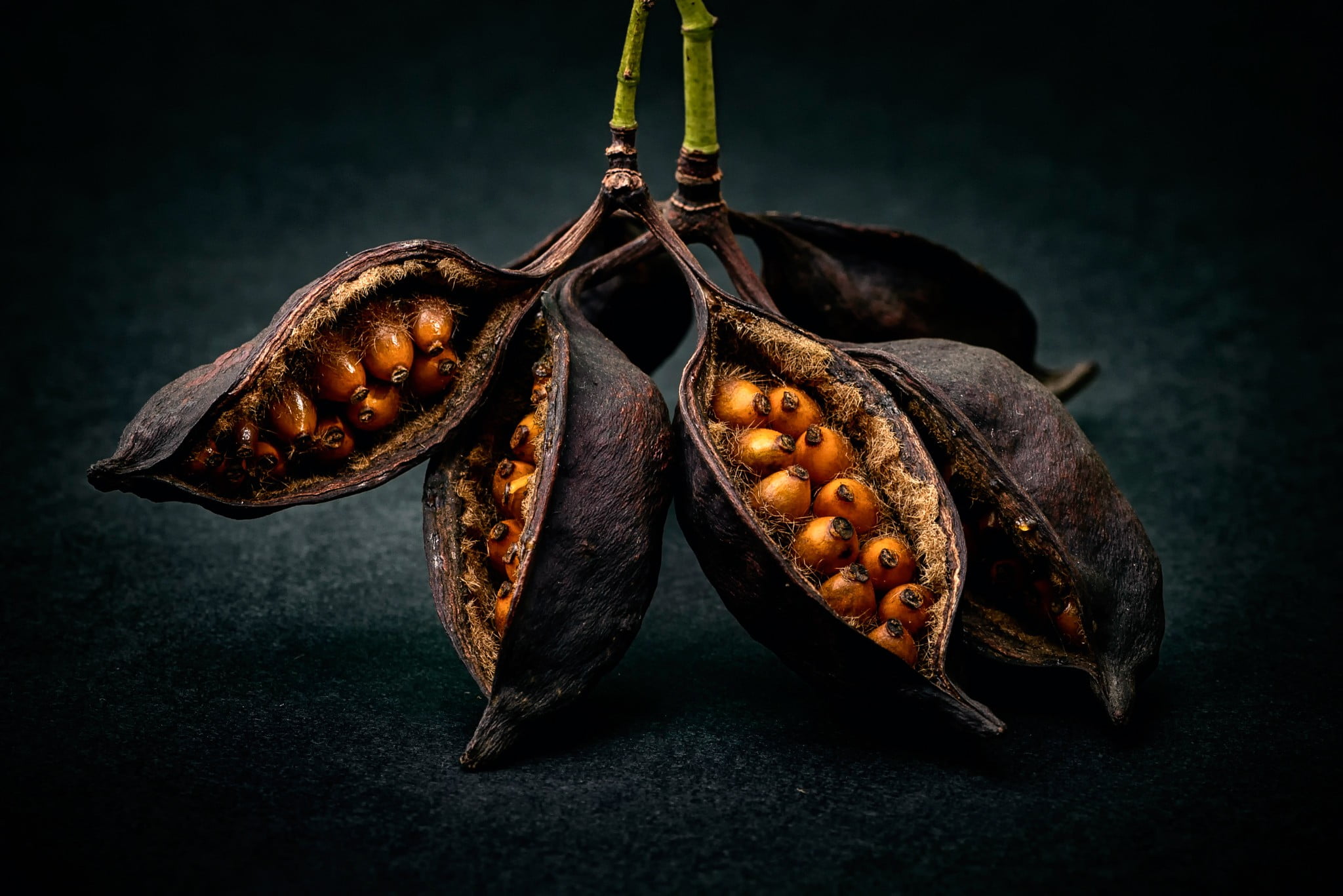 two objects, black background, 1080P, close-up, dry, focus on foreground, brown, studio shot, textured, wellbeing, hanging, table, healthy eating, still life, HD Wallpaper