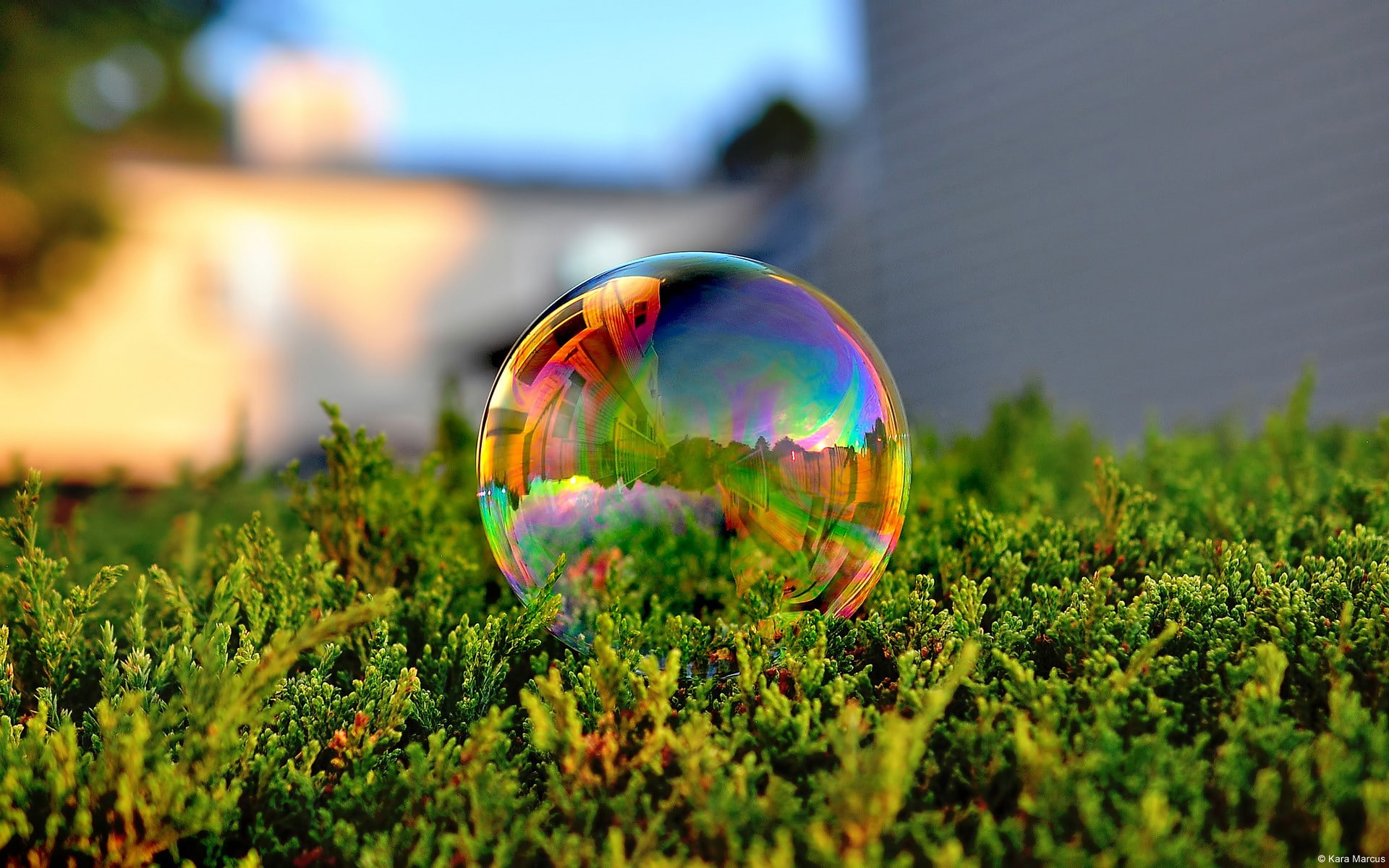 close-up, nature, reflection, multi colored, outdoors, sphere, environment, beauty in nature, focus on foreground, transparent, soap sud, no people, growth, HD Wallpaper