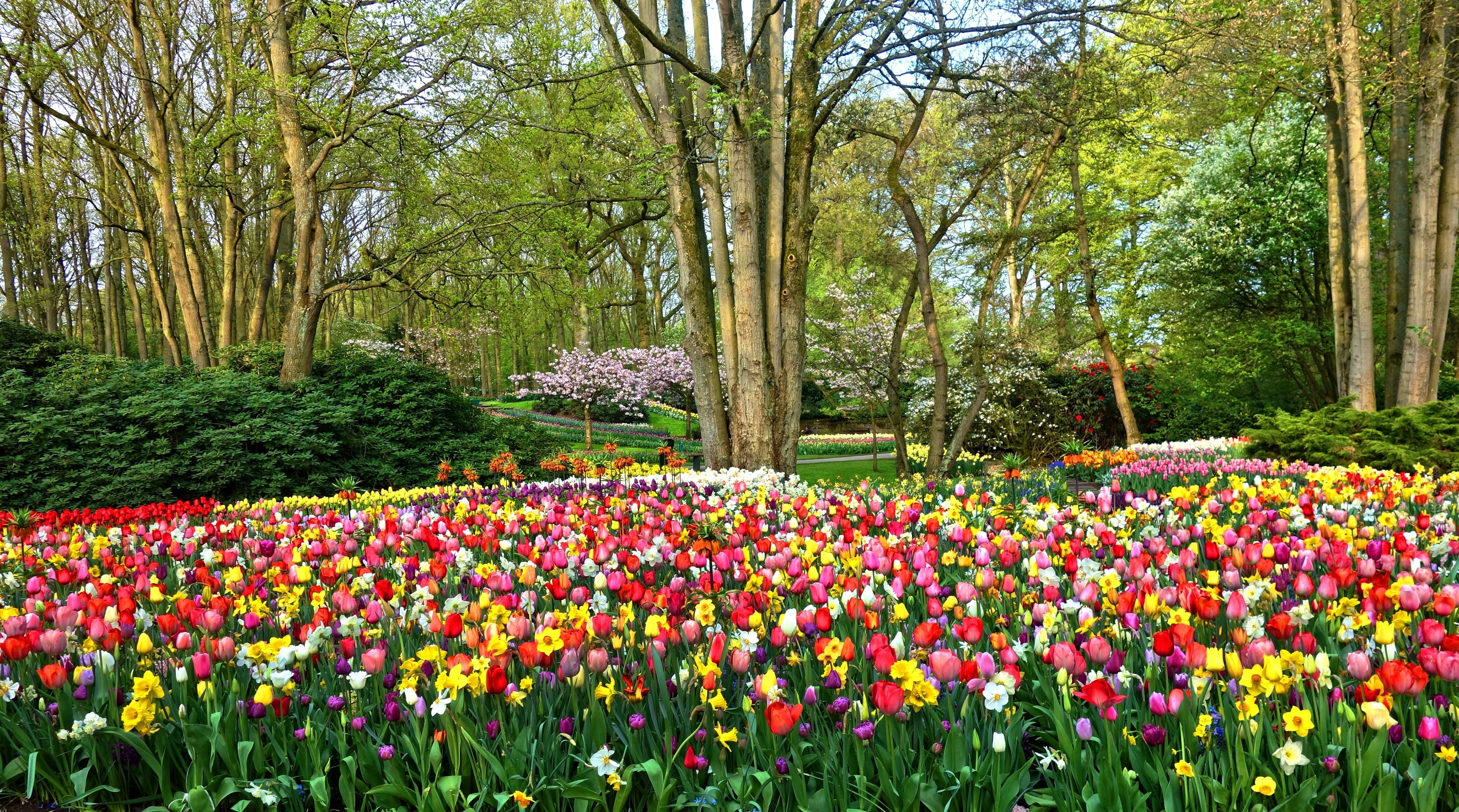 nature, Garden, outdoors, ornamental garden, Blossom, growth, Flowers, beauty in nature, plant, flower, Netherlands, freshness, Design, multi colored, Europe, HD Wallpaper