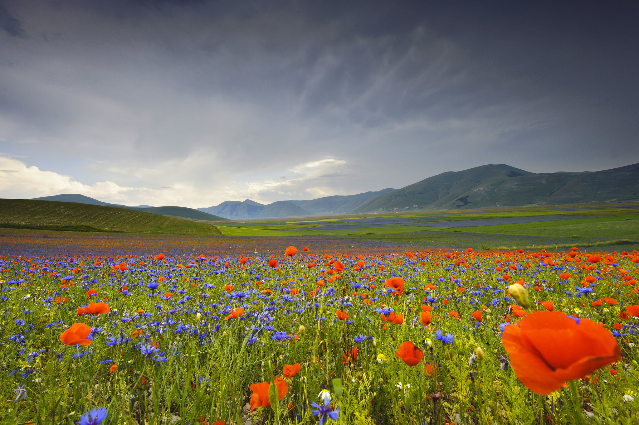 mountains, 1080P, Maki, Italy, cornflowers, Umbria, flowers, valley, HD Wallpaper