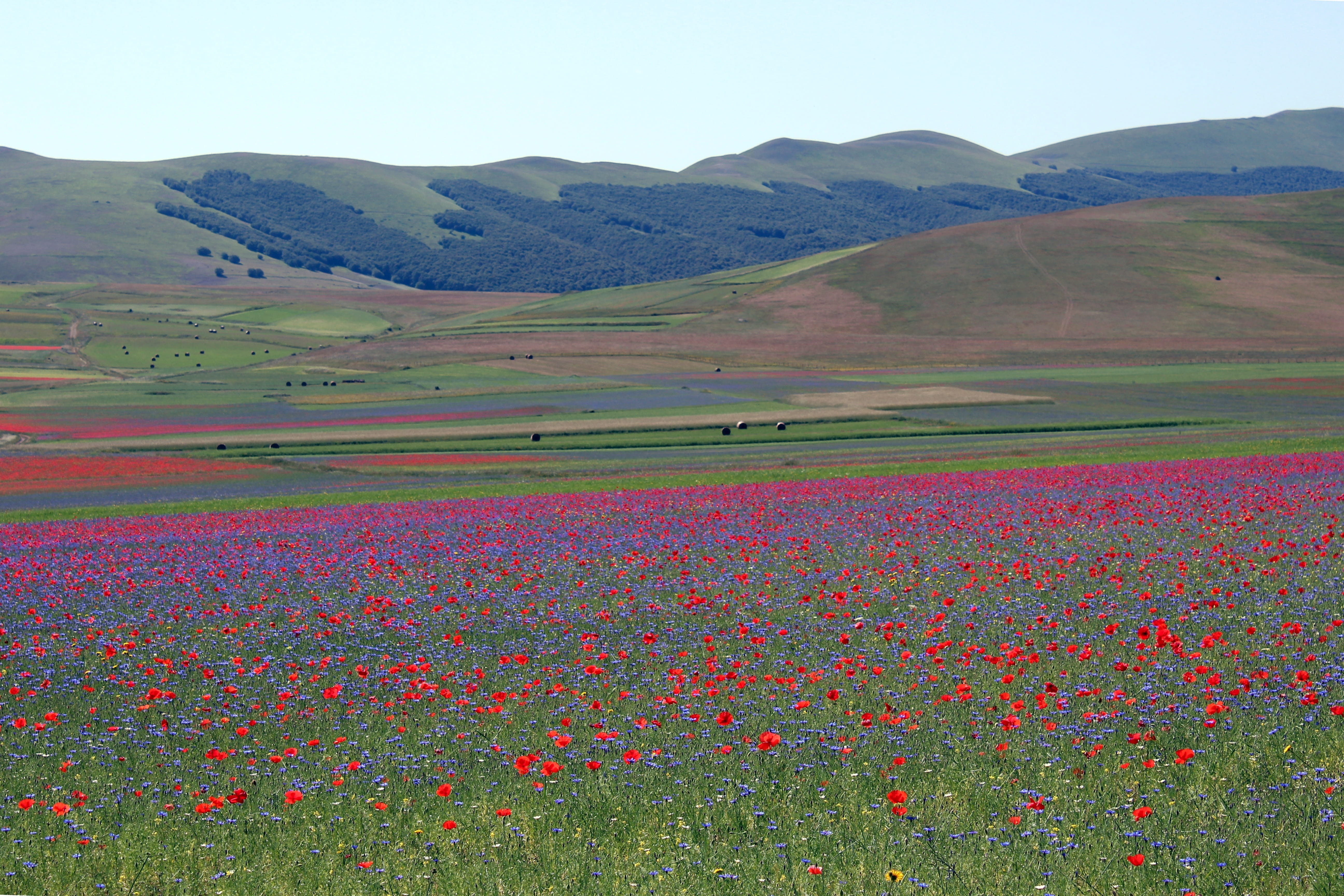 scenics - nature, agriculture, tranquility, rural scene, environment, field, plant, umbria, sky, land, flowering plant, 5K, 2016, outdoors, no people, HD Wallpaper