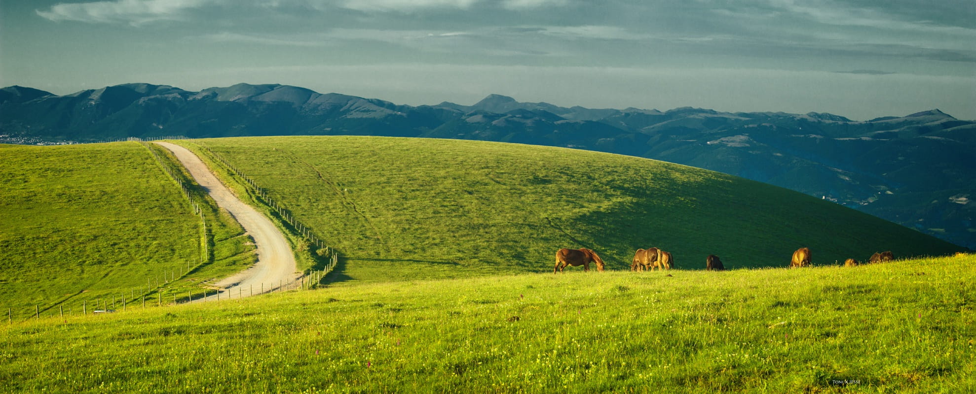 green color, springtime, monte subasio, tree, grass field, landscape, woodland, green, land, environment, beauty in nature, mountain, umbria, perugia, outdoors, HD Wallpaper