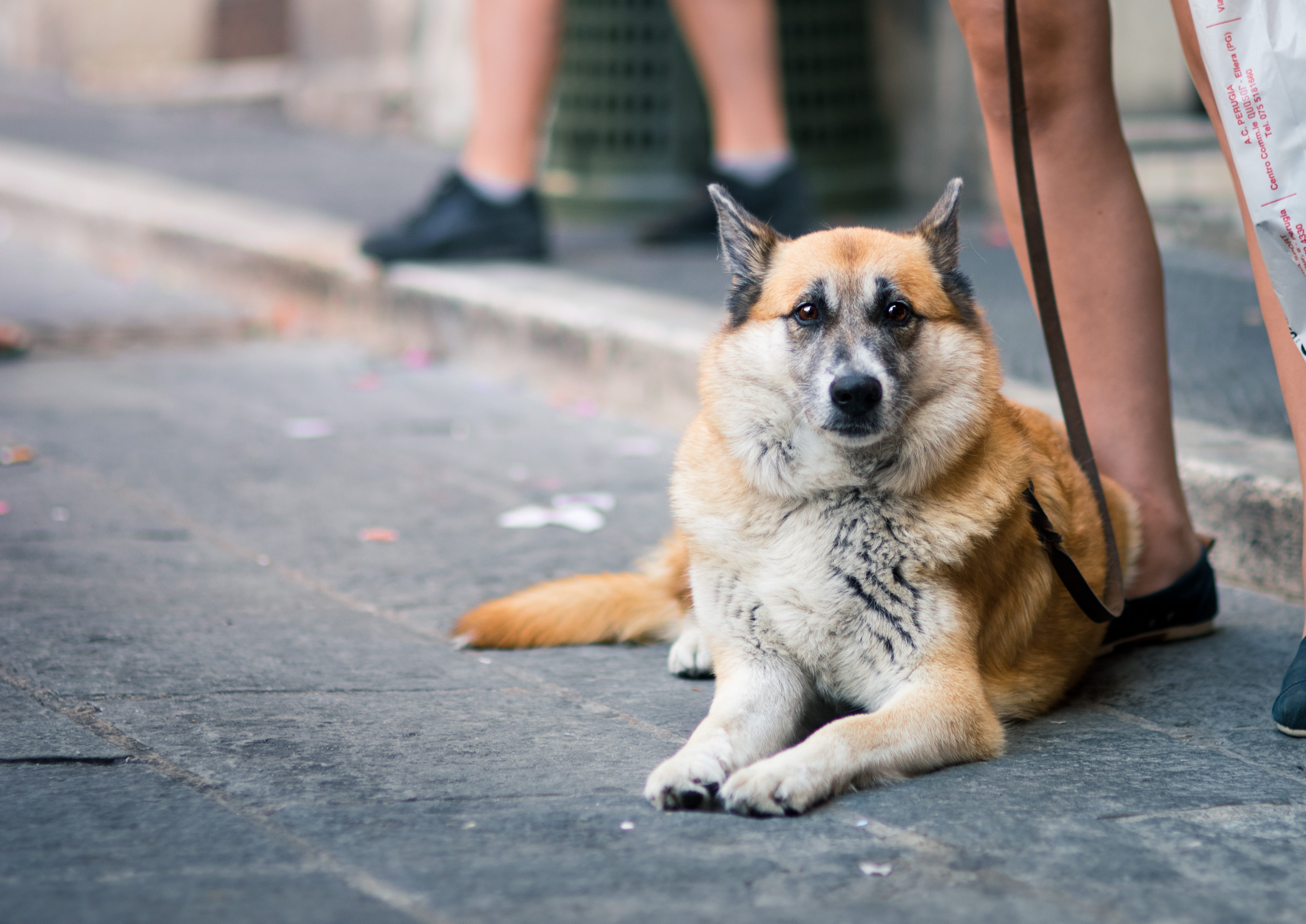 domestic, pet owner, eyes, pet, mammal, pavement, road, cute, italy, city, vertebrate, animal, canine, reclining, one animal, street, footpath, perugia, HD Wallpaper