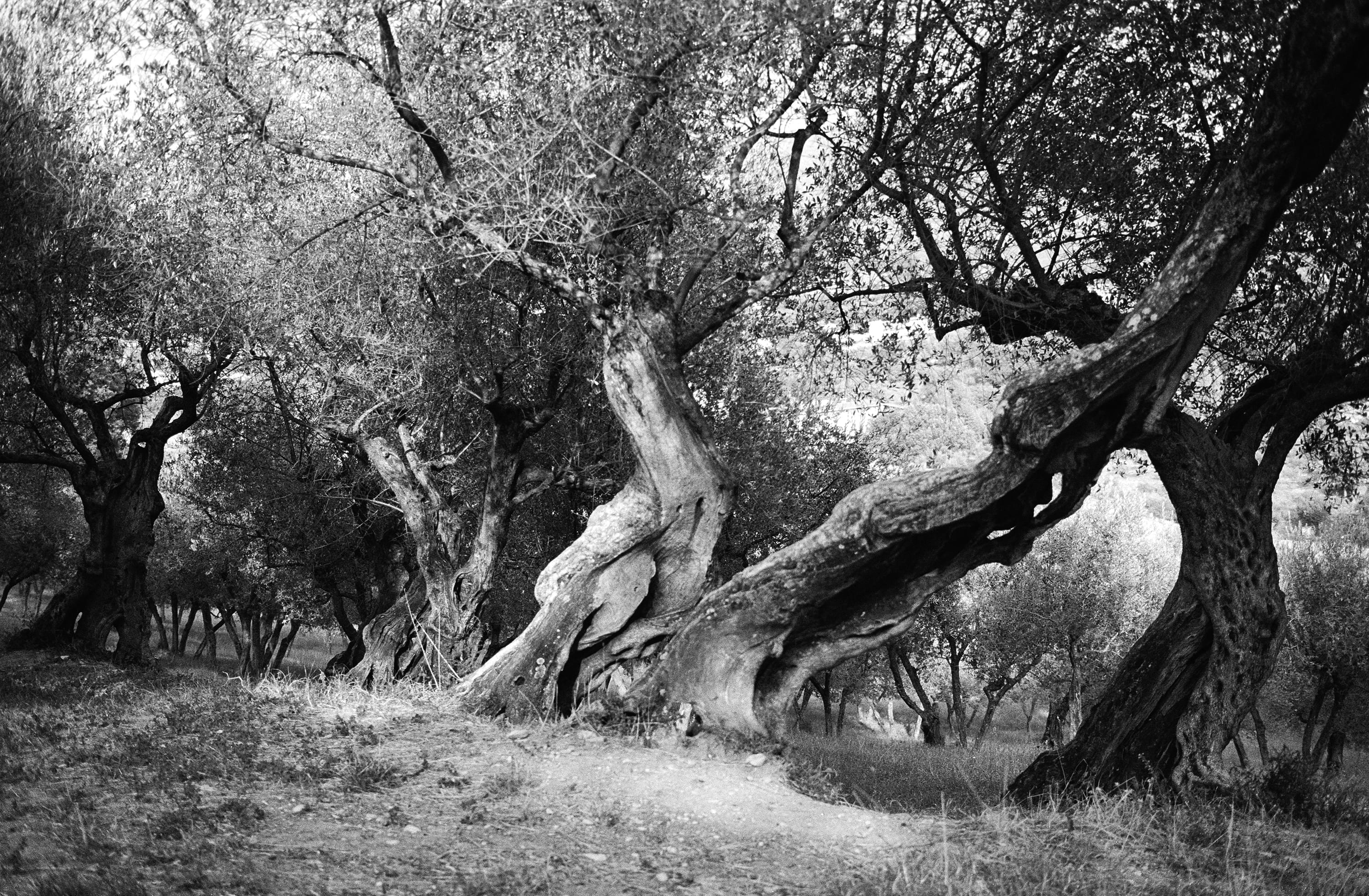 tranquil scene, twisted, animated, sisters, forest, olive, branch, and, 2K, tree trunk, personality, tree, assisi, grass, grove, black, trees, italy, non-urban scene, HD Wallpaper