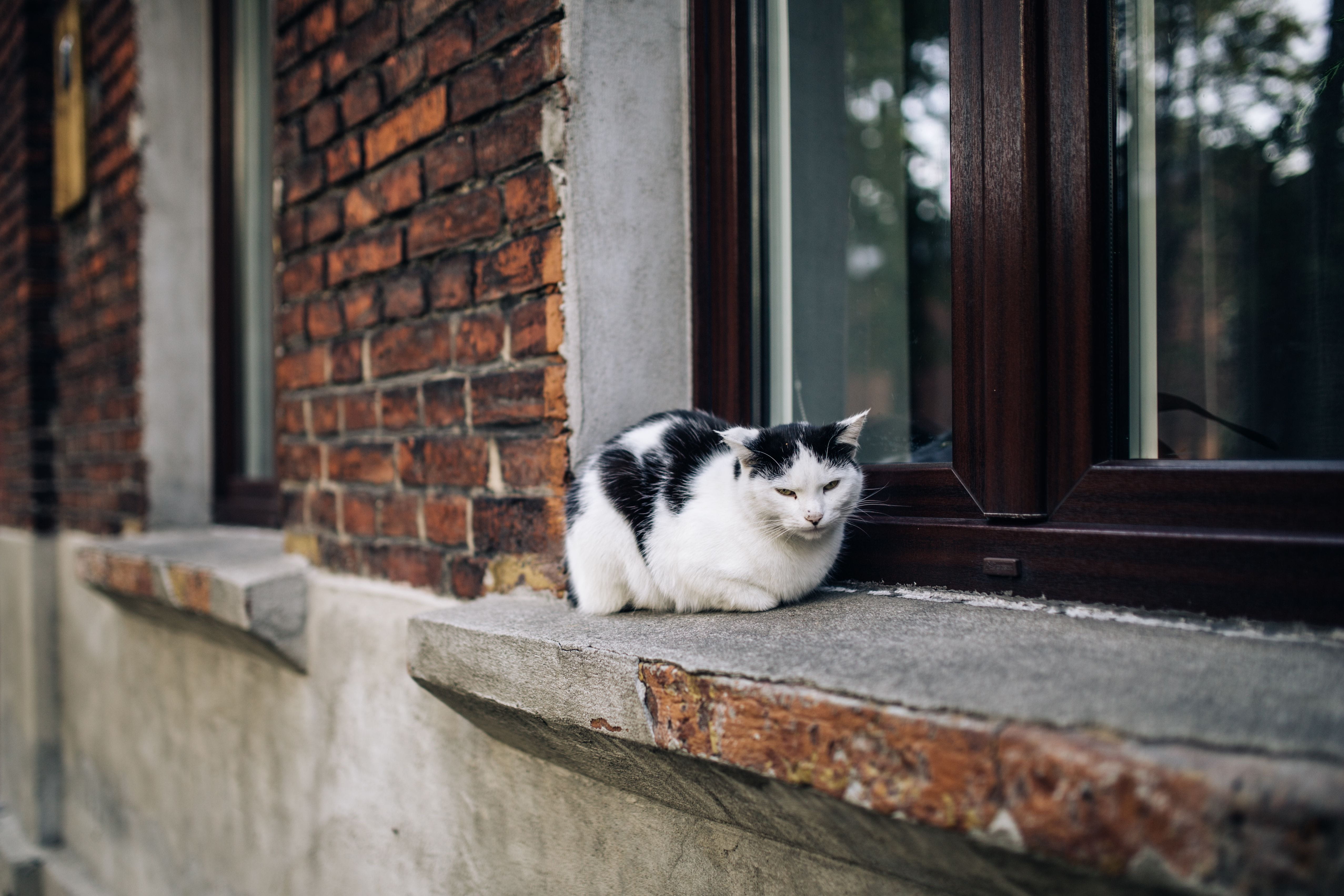 wall, urban, whisker, feline, looking, city, pets, cat, building, vertebrate, kitten, no people, 4K, town, domestic Cat, cute, bricks, stray Animal, portrait, HD Wallpaper