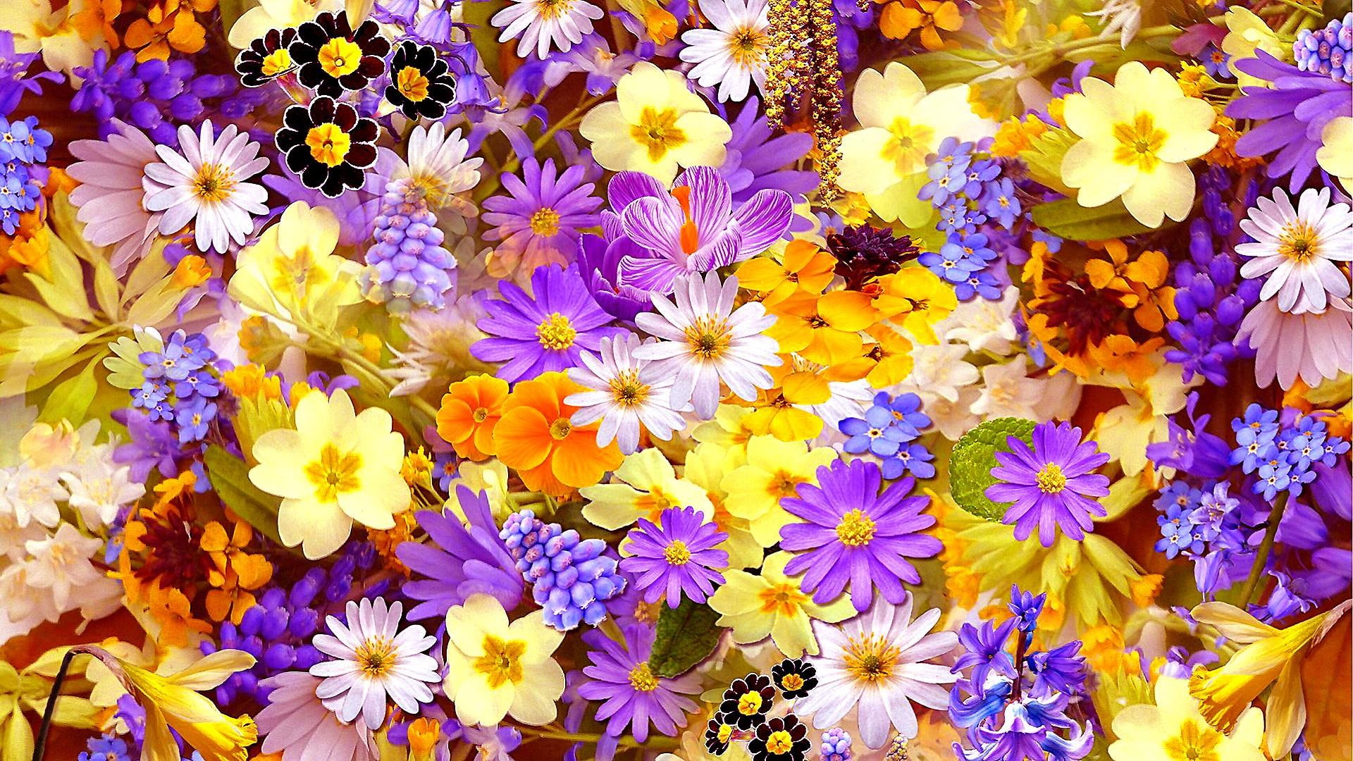 1080P, purple flowers, flora, floristry, collage, flowers, HD Wallpaper
