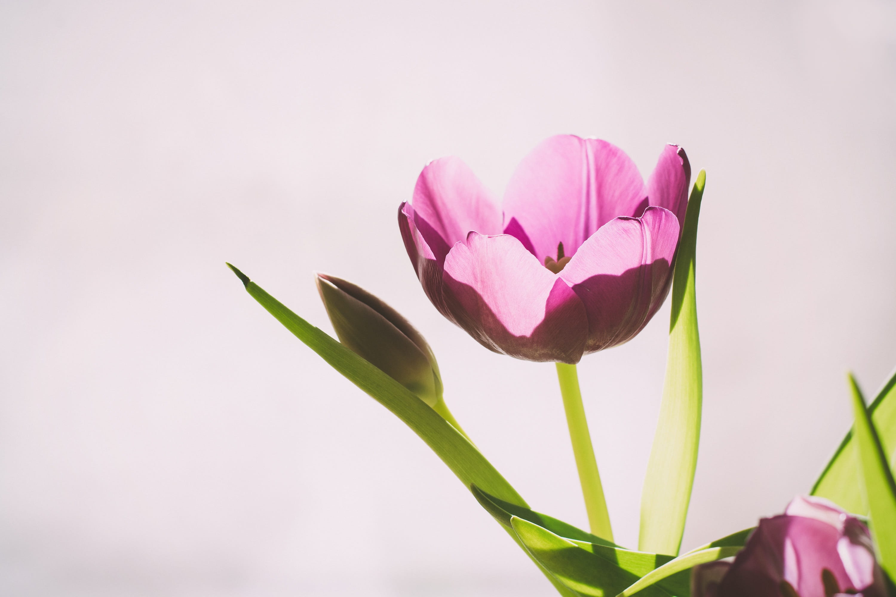 beautiful, fragility, tender, no people, blossom, plant part, spring, close-up, leaf, schnittblume, pink color, pink, beauty in nature, close up, tulip, HD Wallpaper