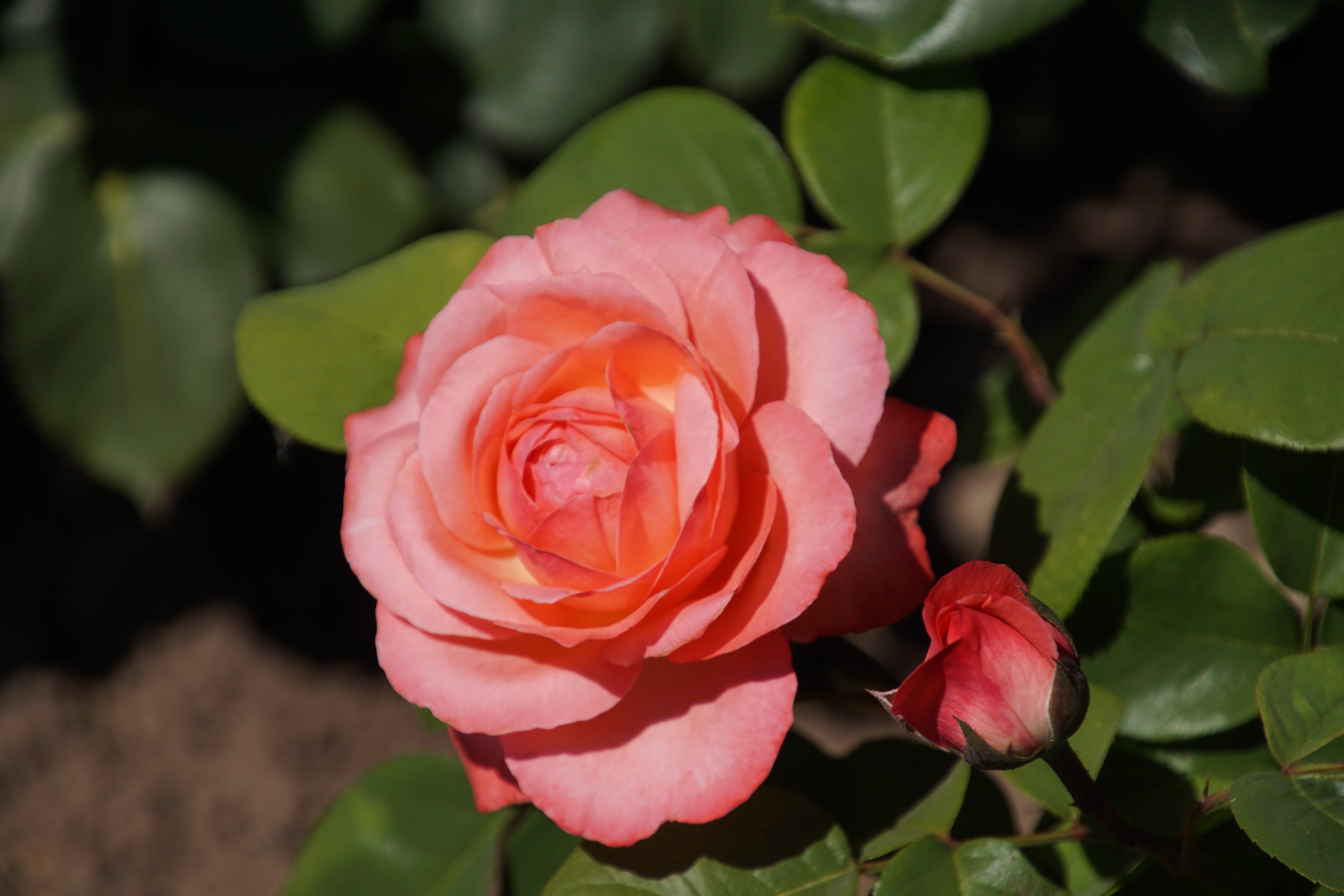 Pink, petal, no people, valentines day, Aachen Cathedral, beauty in nature, macro photography, freshness, plants and flowers, rose bloom, growth, love, HD Wallpaper