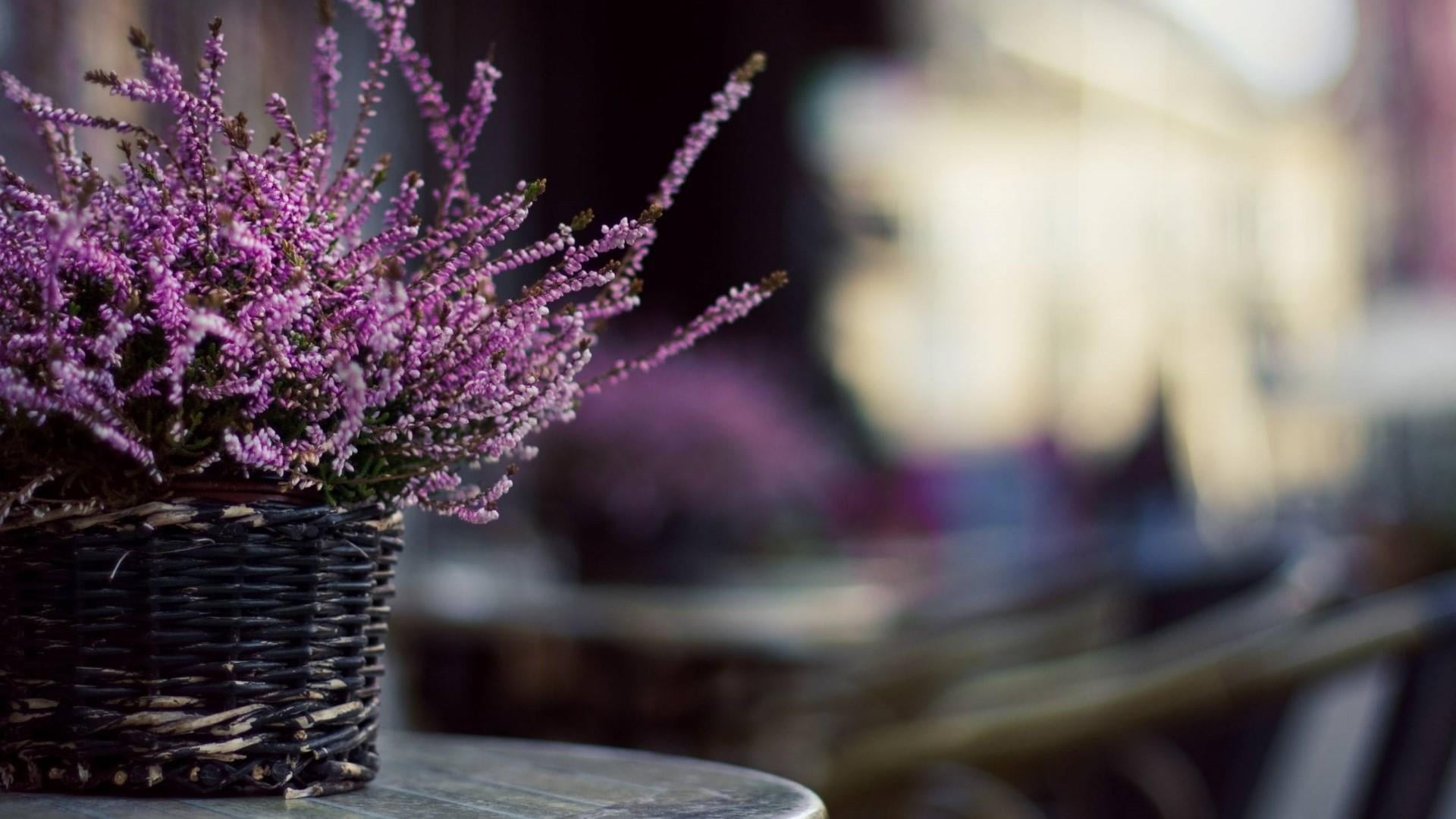 flowering plant, blossom, freshness, basket, purple flowers, beauty in nature, table, wood - material, lavender, floral design, petal, 1080P, erica, flower, HD Wallpaper