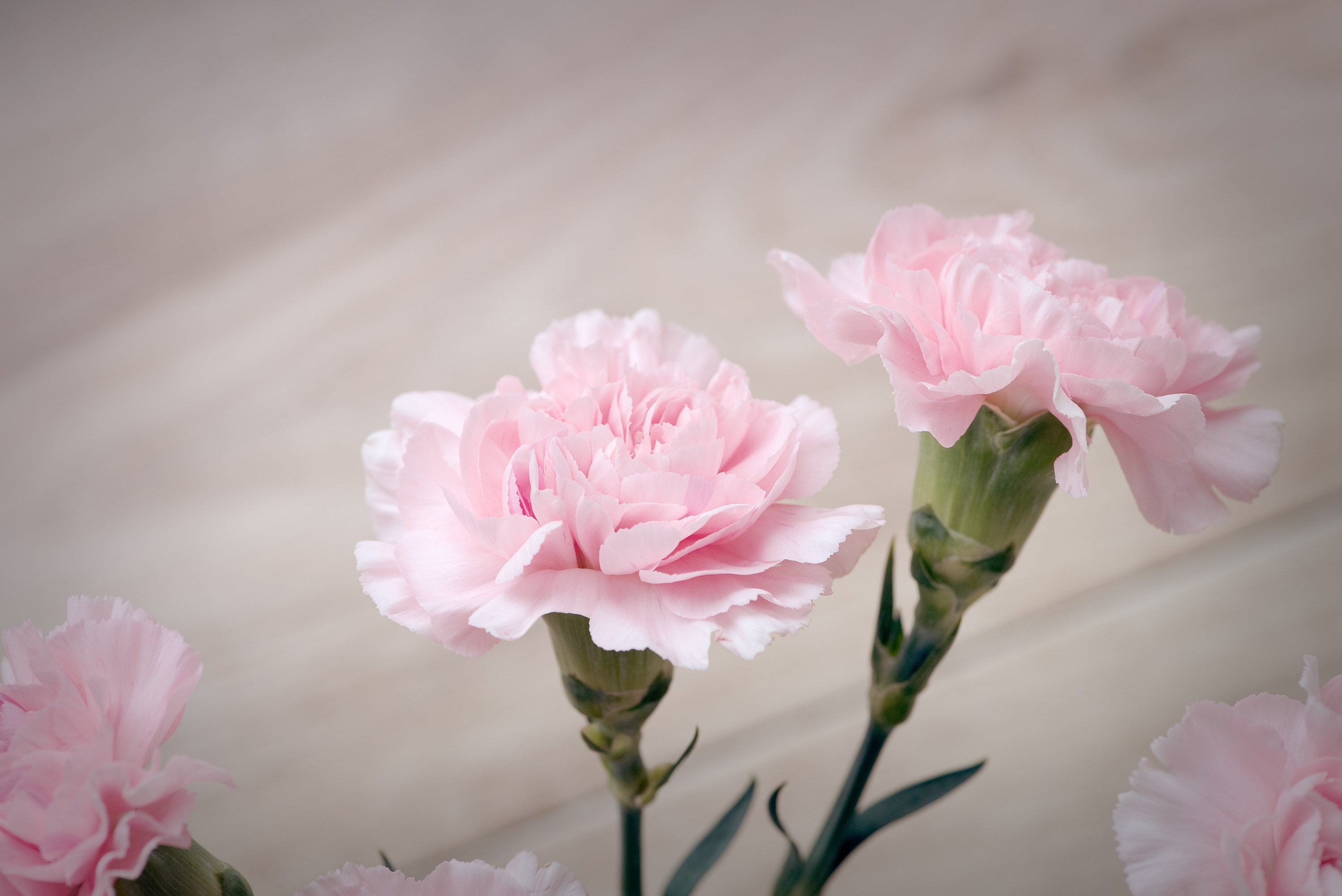 decoration, fragility, cut flowers, 2K, flower head, pink, close-up, vulnerability, day, plant, growth, focus on foreground, beauty in nature, filled blossoms, HD Wallpaper