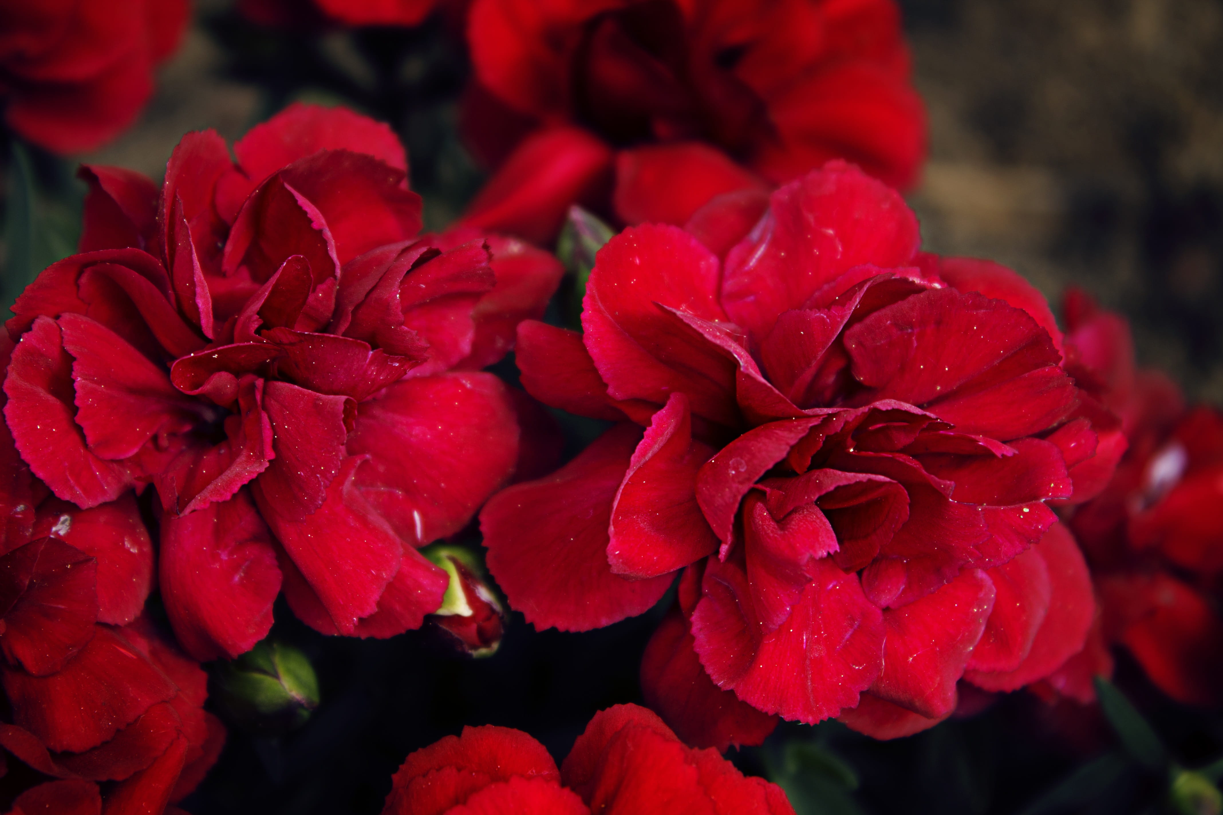 drop, close-up, bunch of flowers, vintage, day, cloves, mothers day, flowering plant, fragility, rose, romance, close up, love, floristry, flower, growth, HD Wallpaper